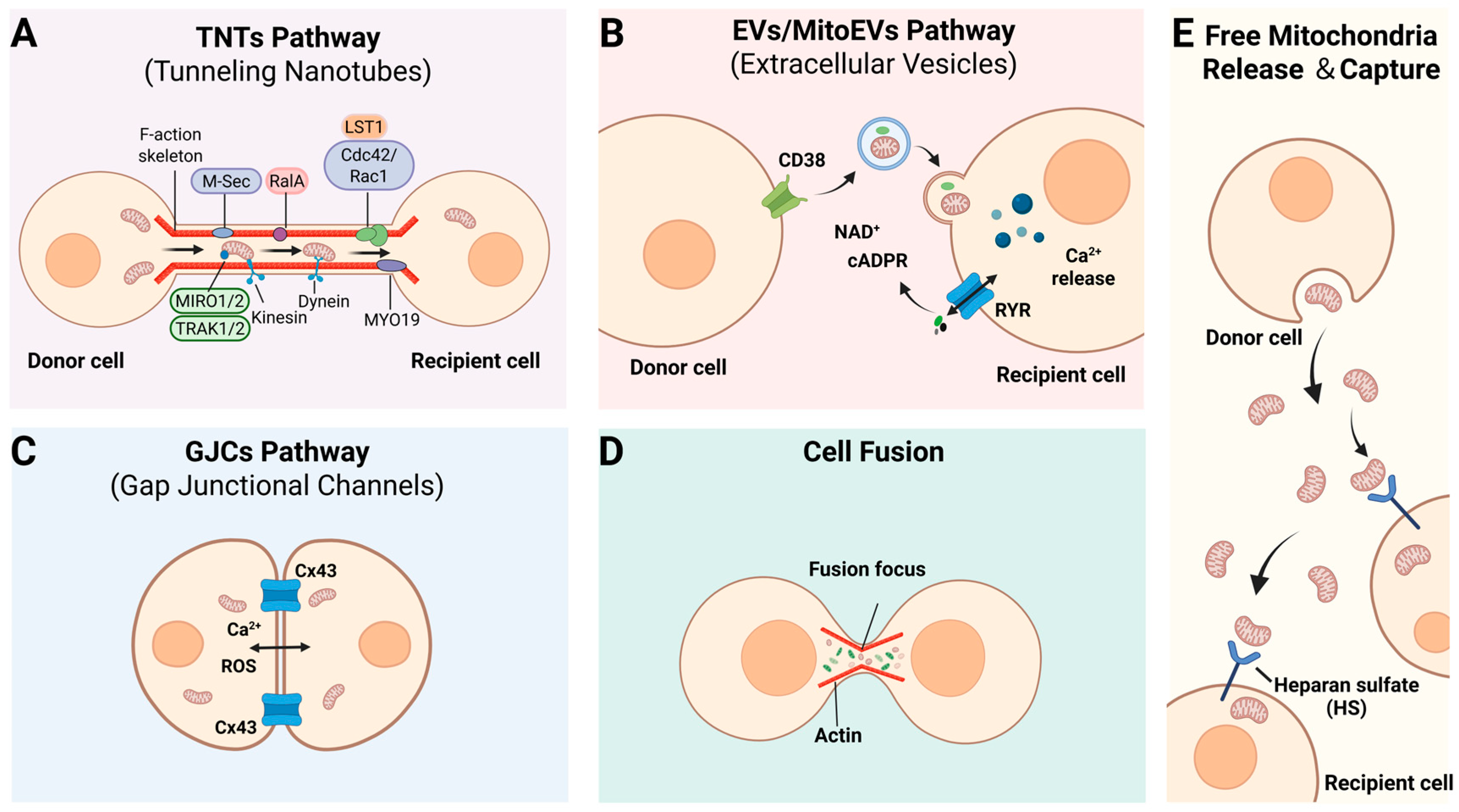 Mitochondrial Transport in Bone Metabolism Homeostasis: Molecular ...