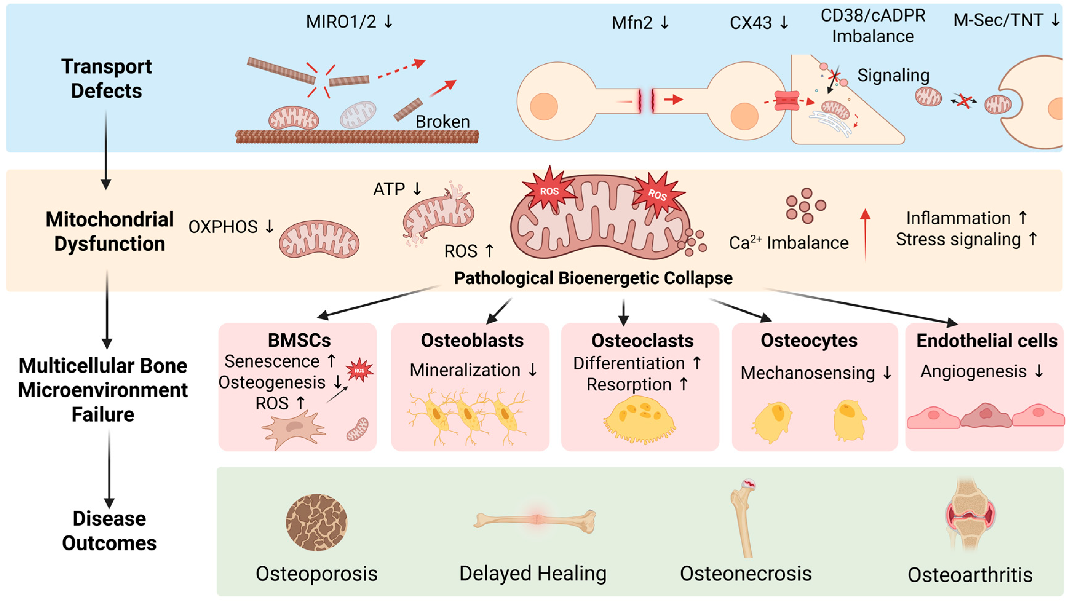 Mitochondrial Transport in Bone Metabolism Homeostasis: Molecular ...