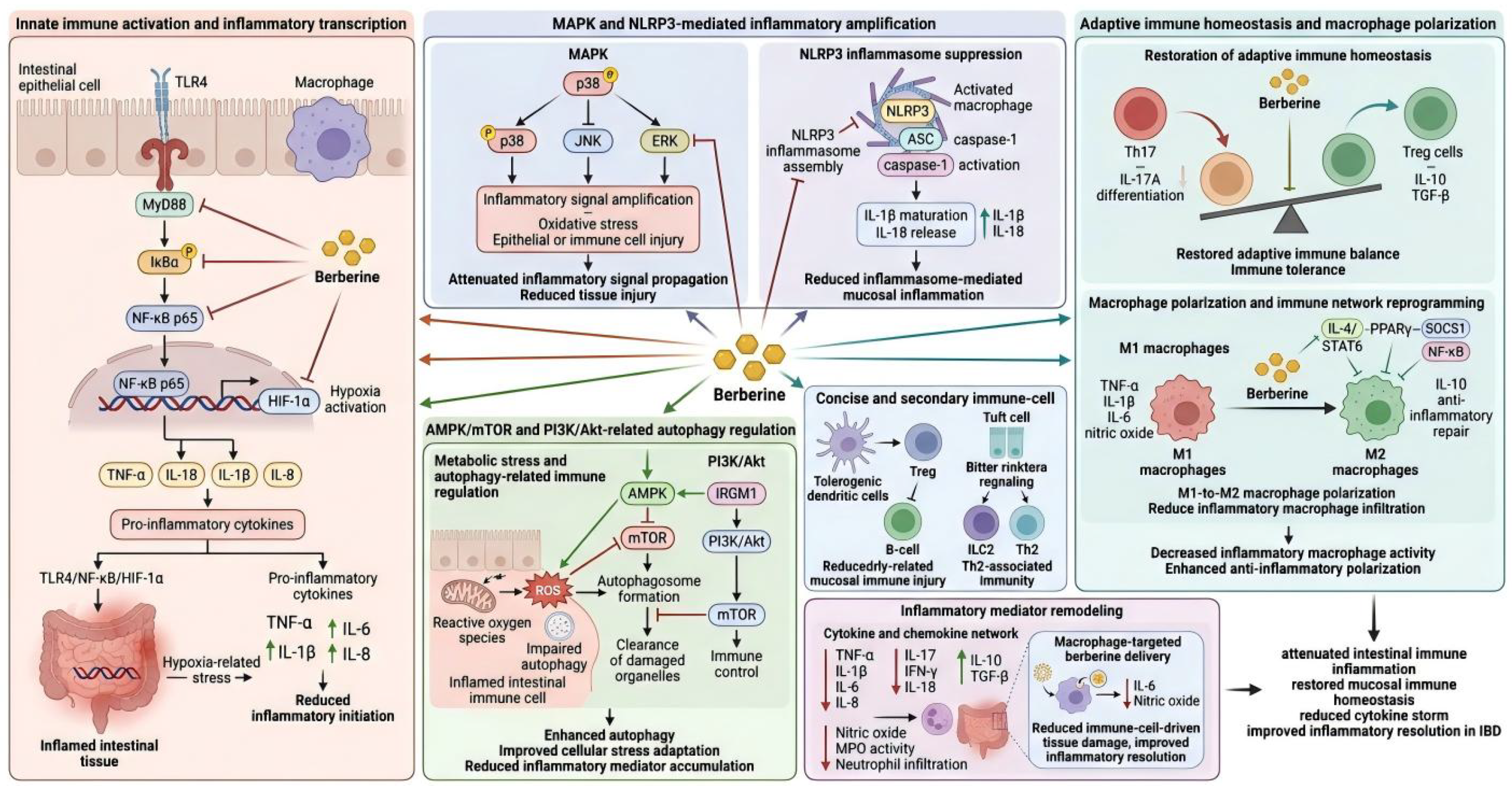 Berberine in Inflammatory Bowel Disease: Integrative Regulation of the ...