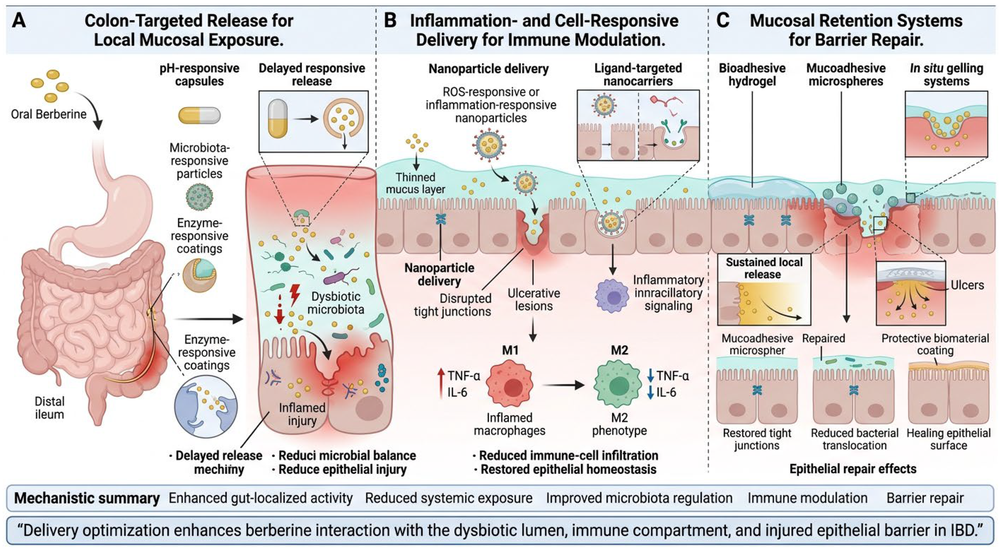 Berberine in Inflammatory Bowel Disease: Integrative Regulation of the ...