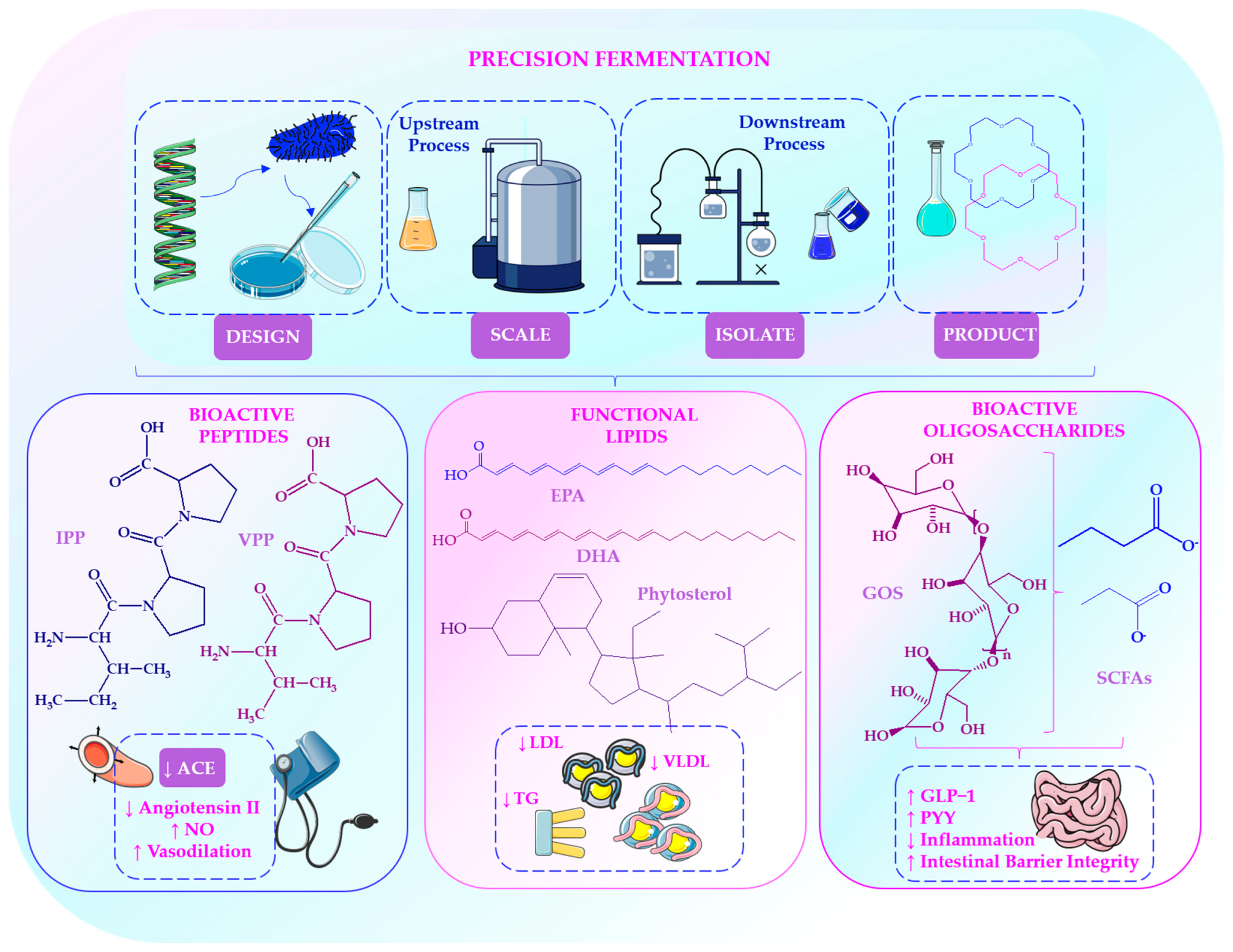 Gut Microbiome–Hormone Interactions and Precision Fermentation in the ...