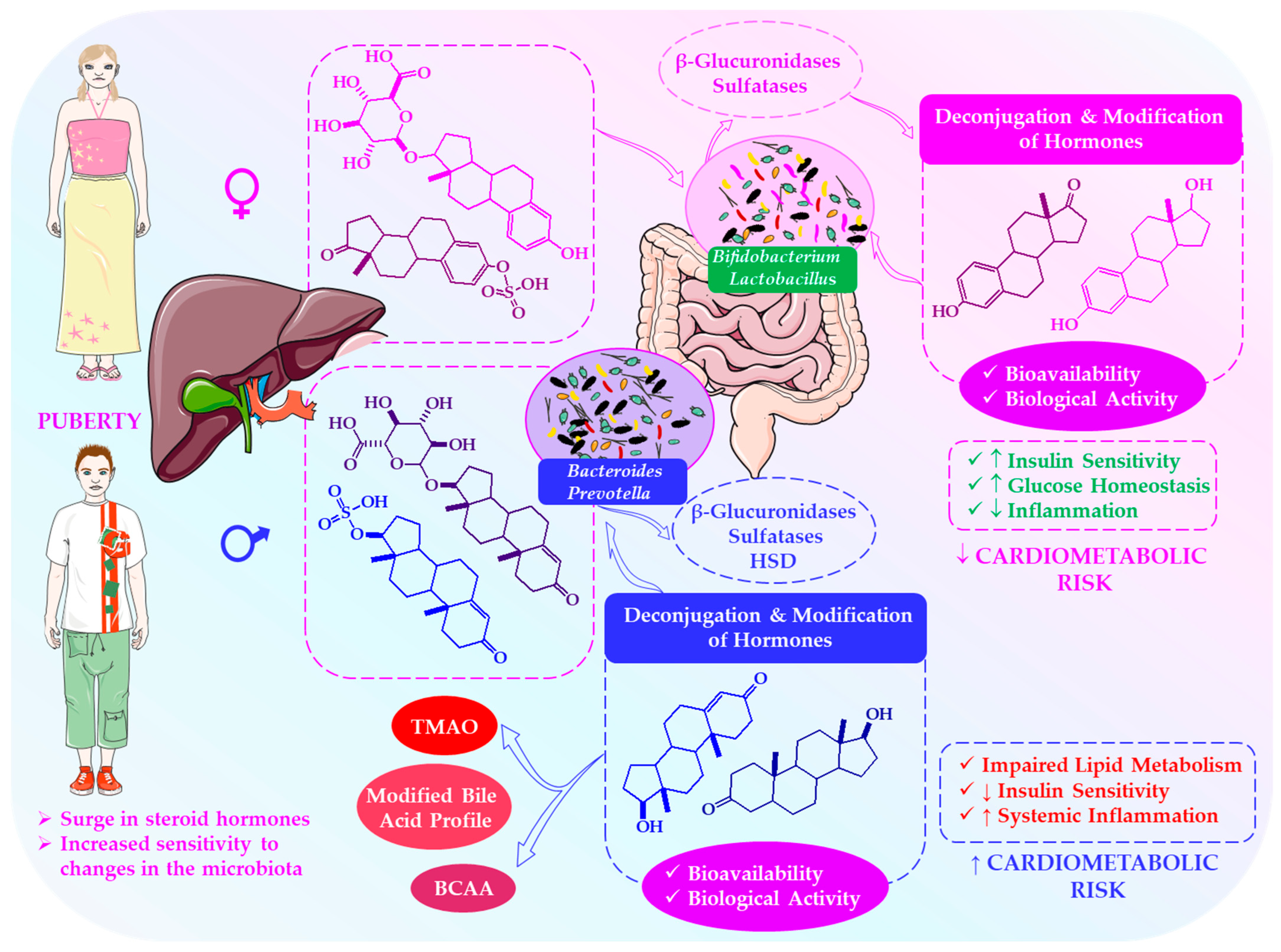 Gut Microbiome–Hormone Interactions and Precision Fermentation in the ...