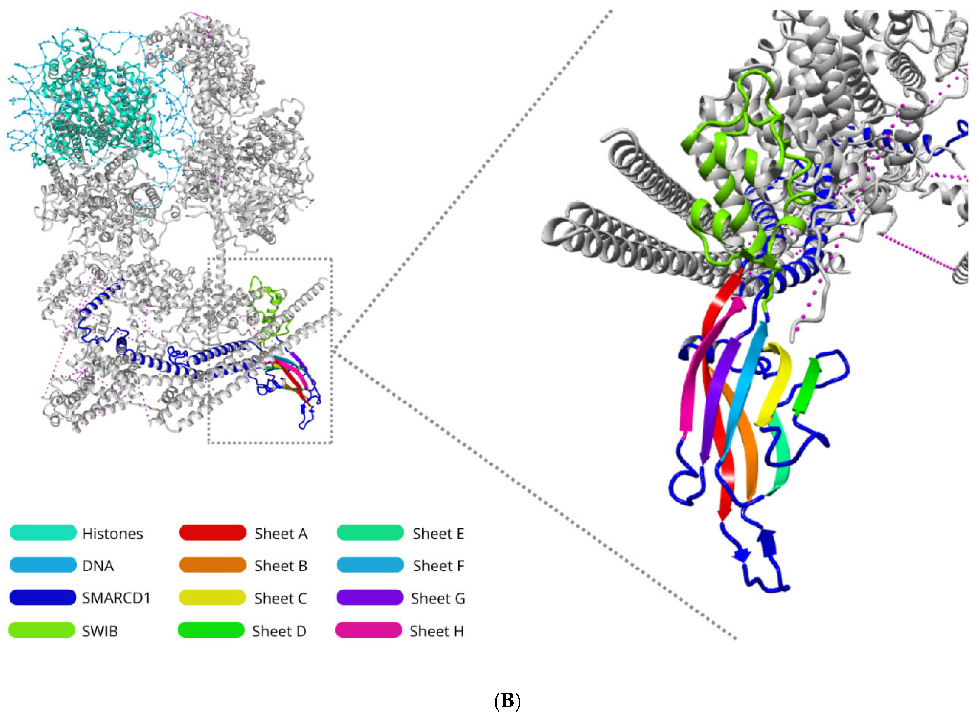 SMARCD1 and Its Functional Relevance in SWI/SNF and Cancer