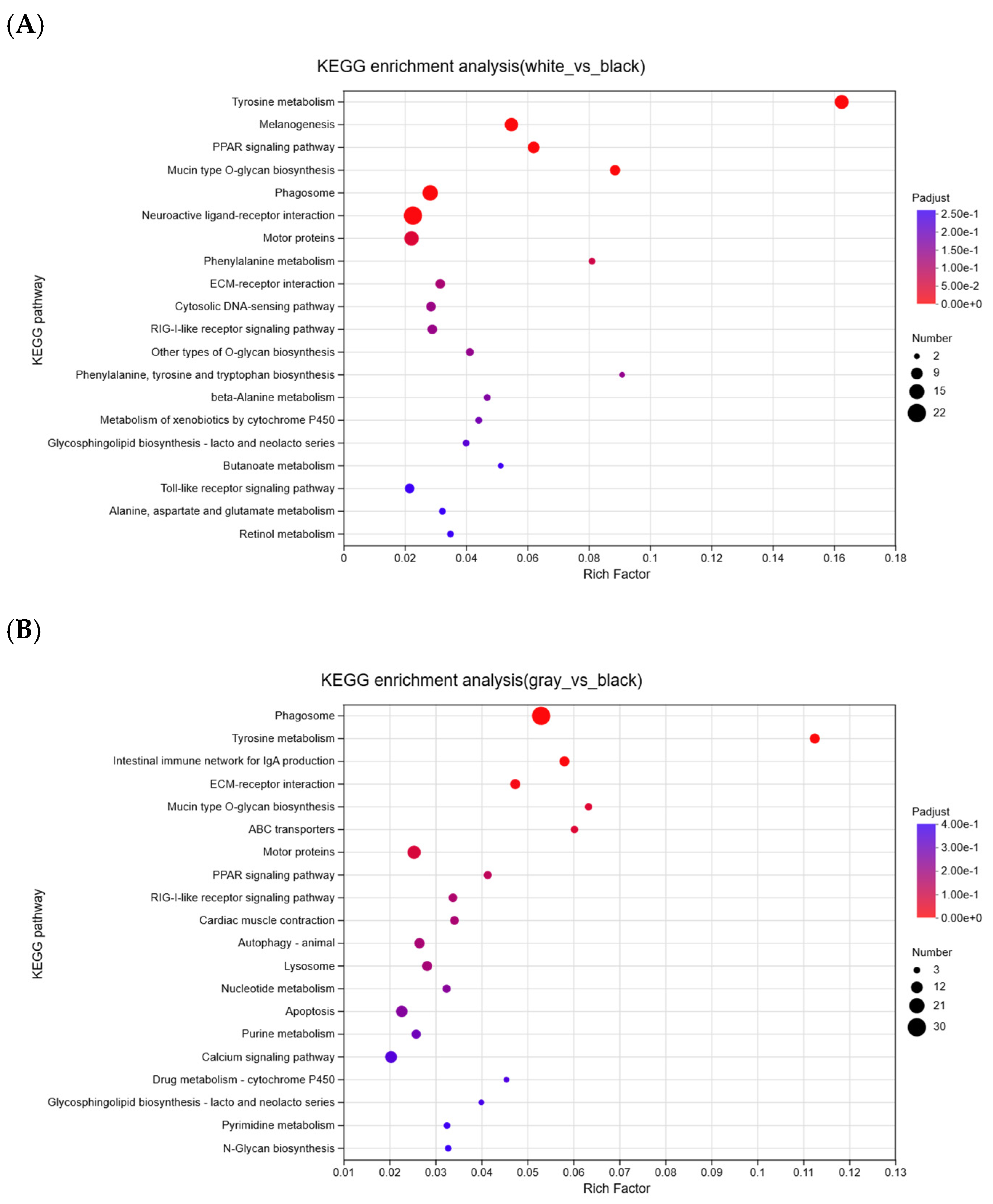 Melanin Deficiency Is Associated with Immune Homeostasis in the ...