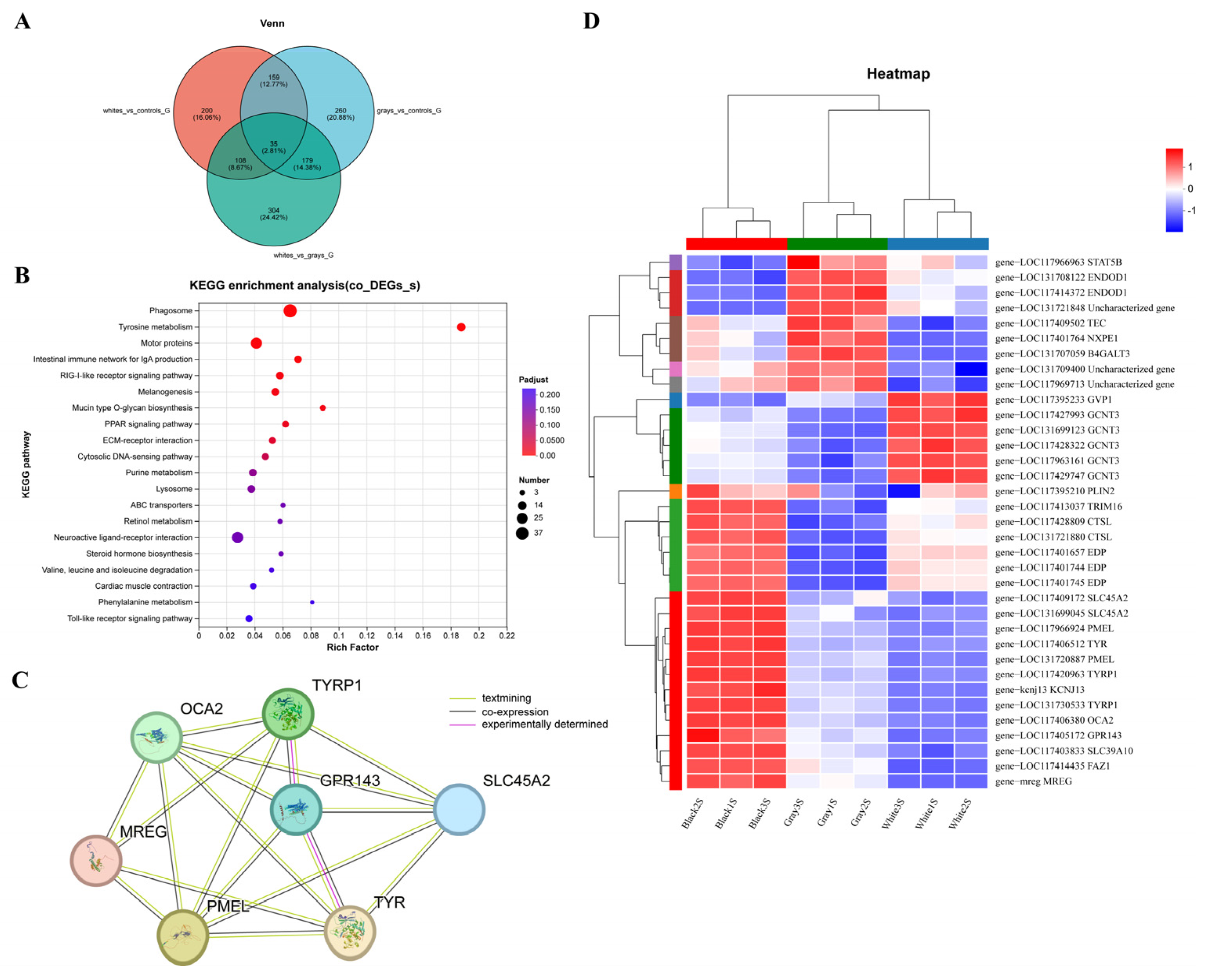Melanin Deficiency Is Associated with Immune Homeostasis in the ...