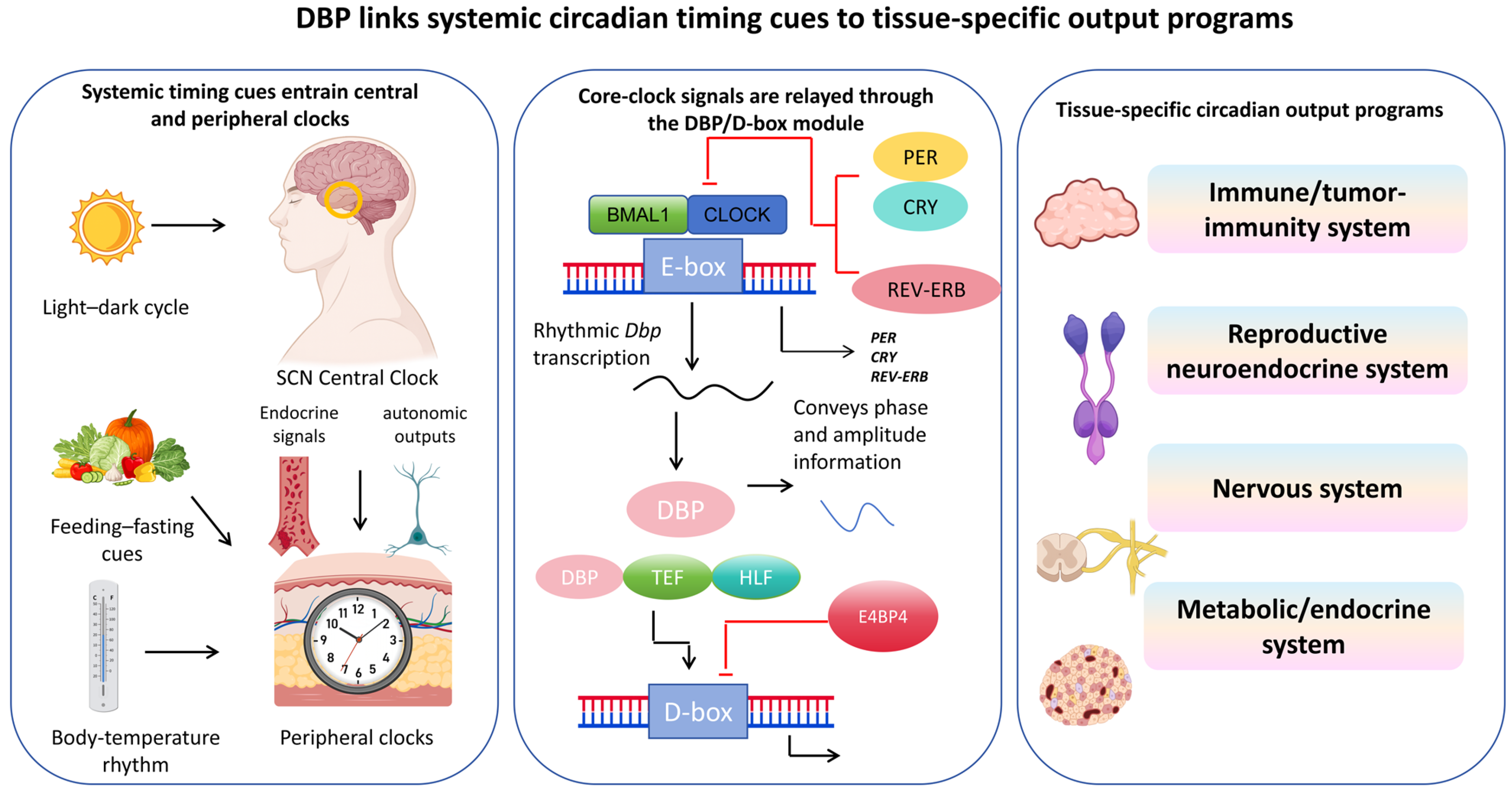 D-Box Binding Protein (DBP) as a Circadian Output Regulator: Molecular ...