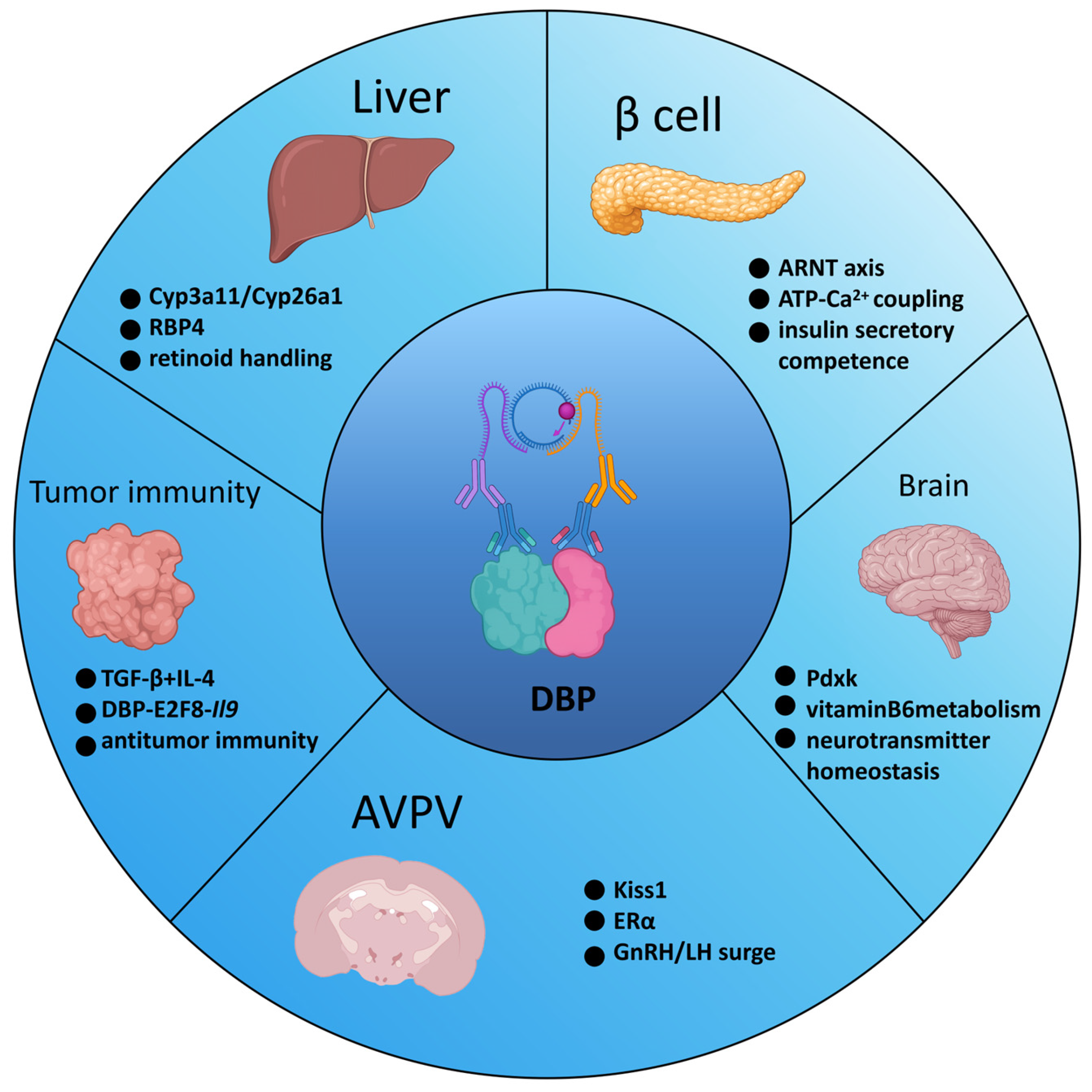 D-Box Binding Protein (DBP) as a Circadian Output Regulator: Molecular ...