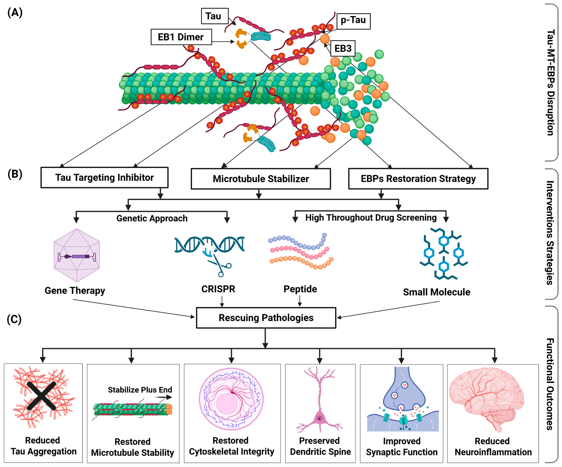 Dysregulation of the Tau-Microtubule-End-Binding Protein Axis in ...