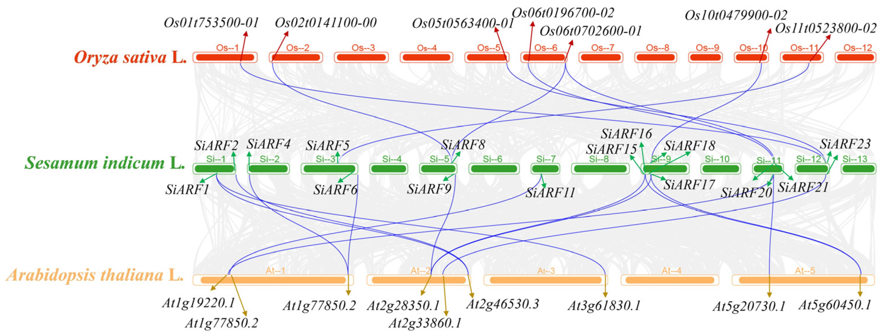 Genome-Wide Identification and Expression Profiling of the ARF Gene ...