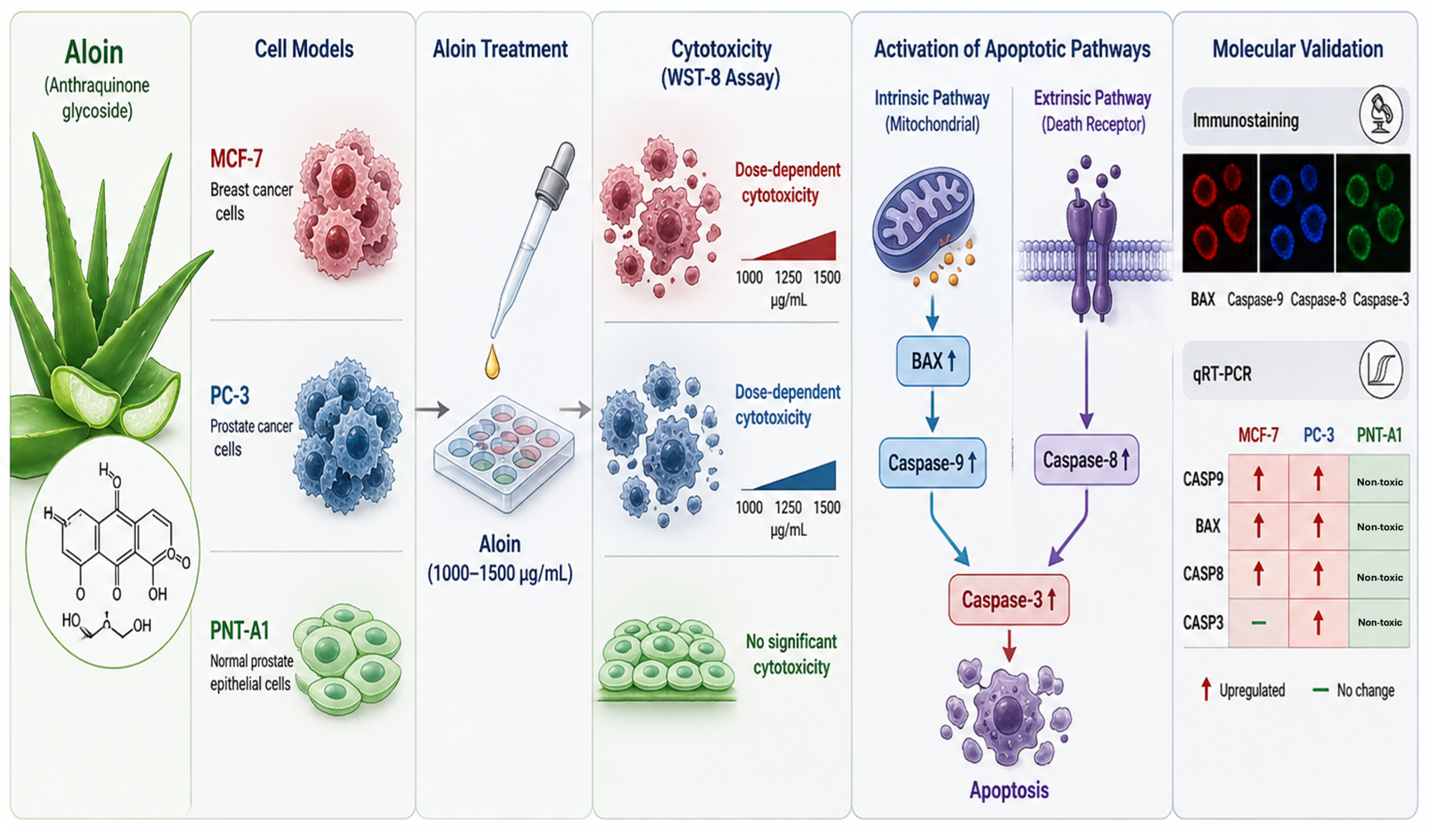 Aloin Induces Selective Cytotoxicity and Apoptotic Pathway Activation ...
