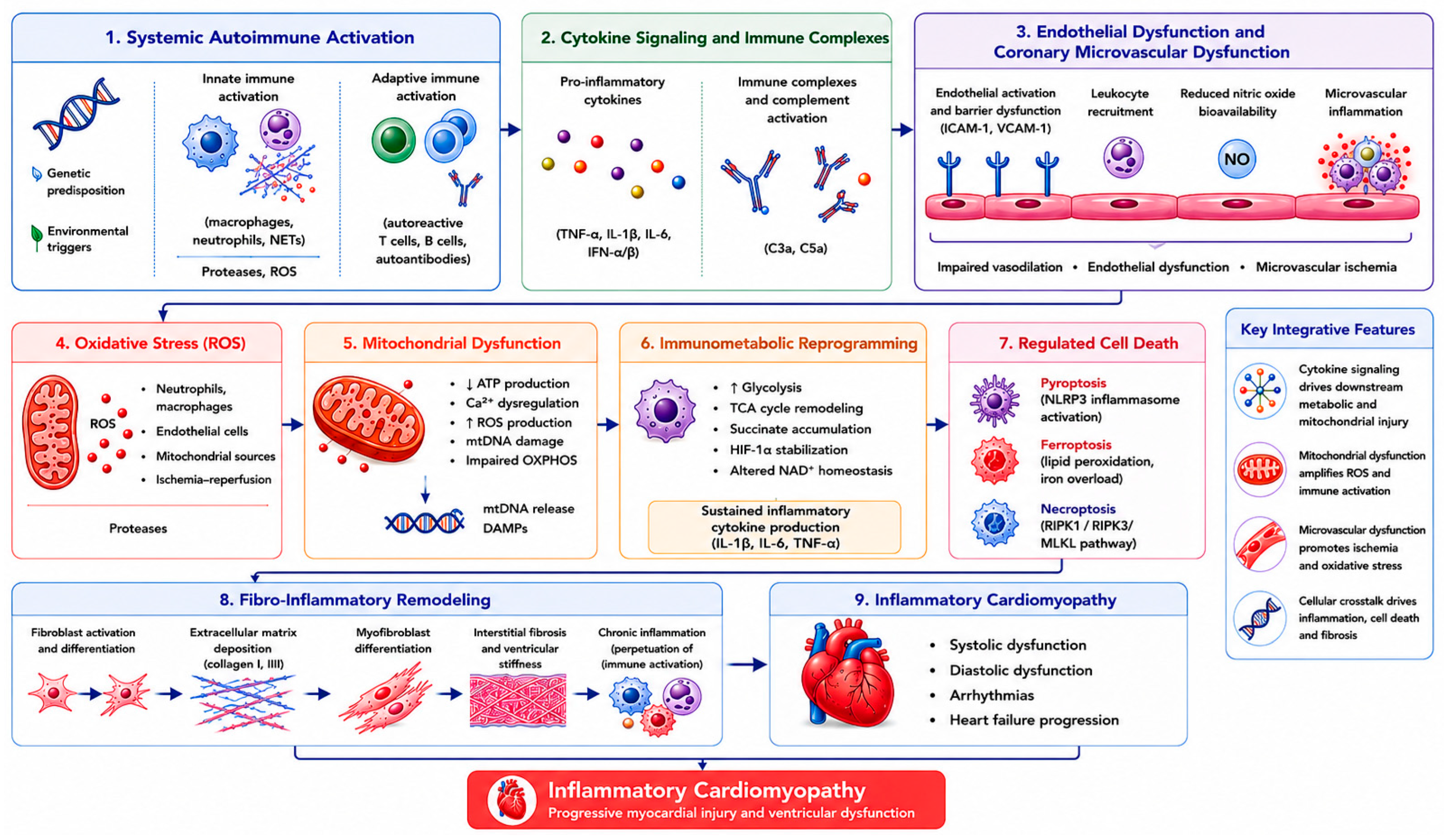 Myocardial Injury in Rheumatic Diseases: Immune and Microcirculatory ...