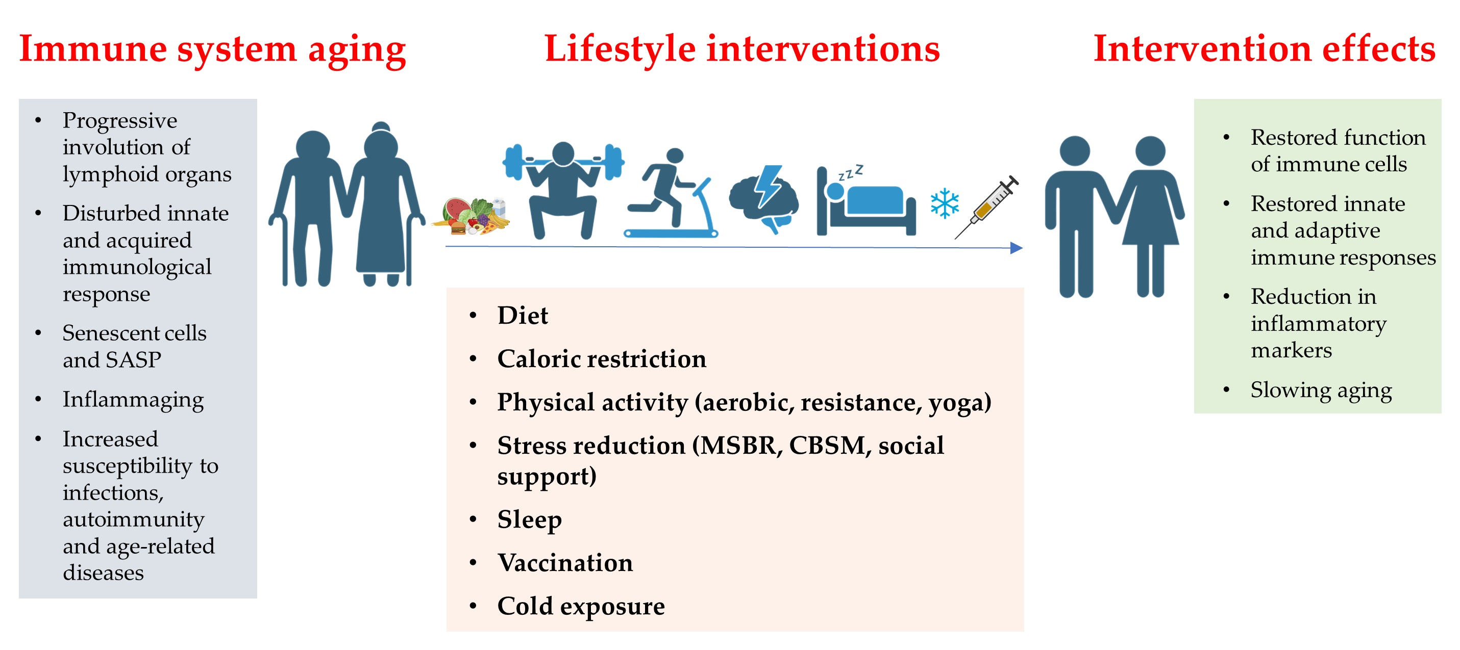 A Healthy Lifestyle Can Slow Immune System Aging and Reduce Age-Related ...