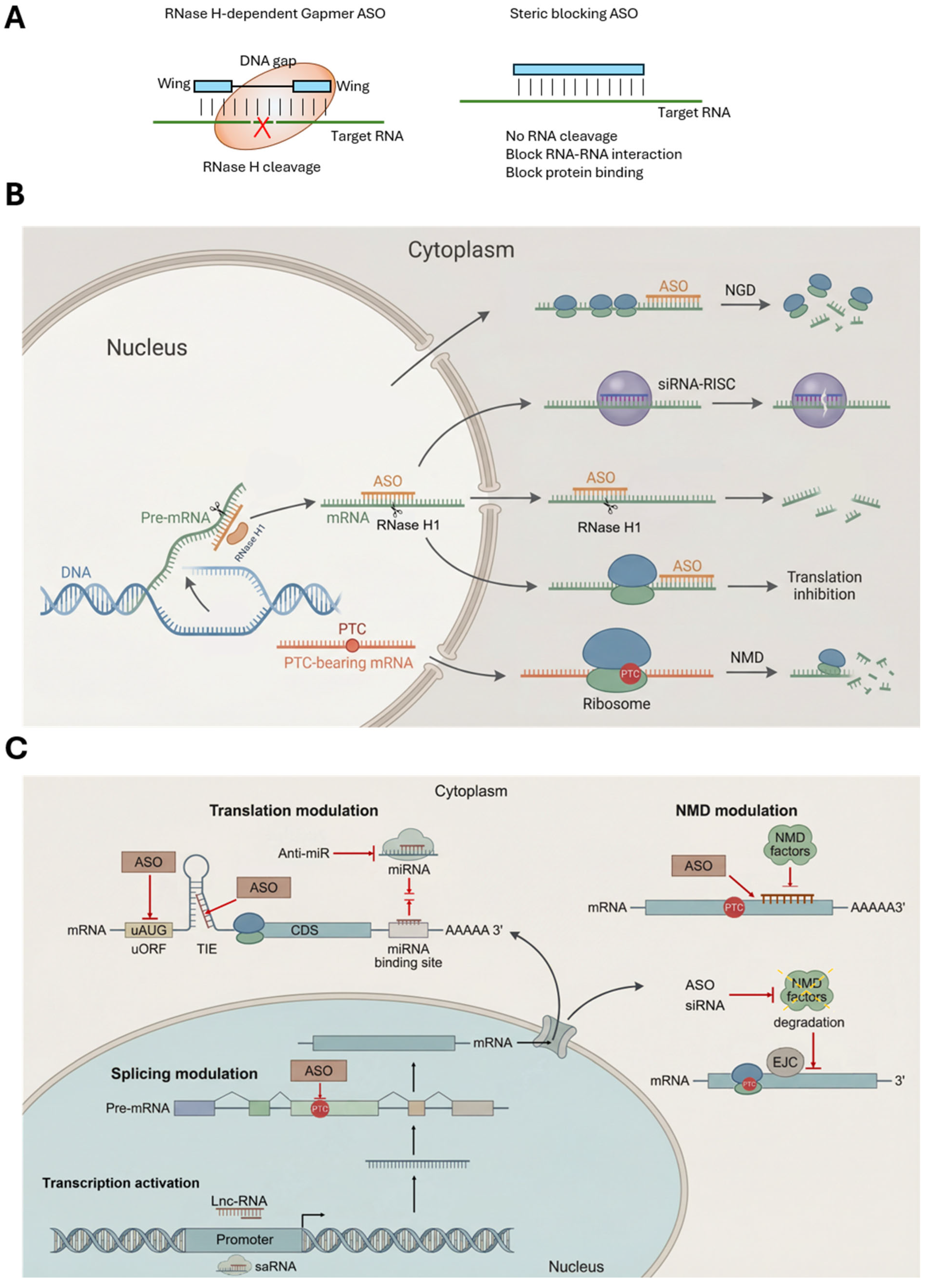 The Versatile Applications of Antisense Oligonucleotides in Modern Medicine
