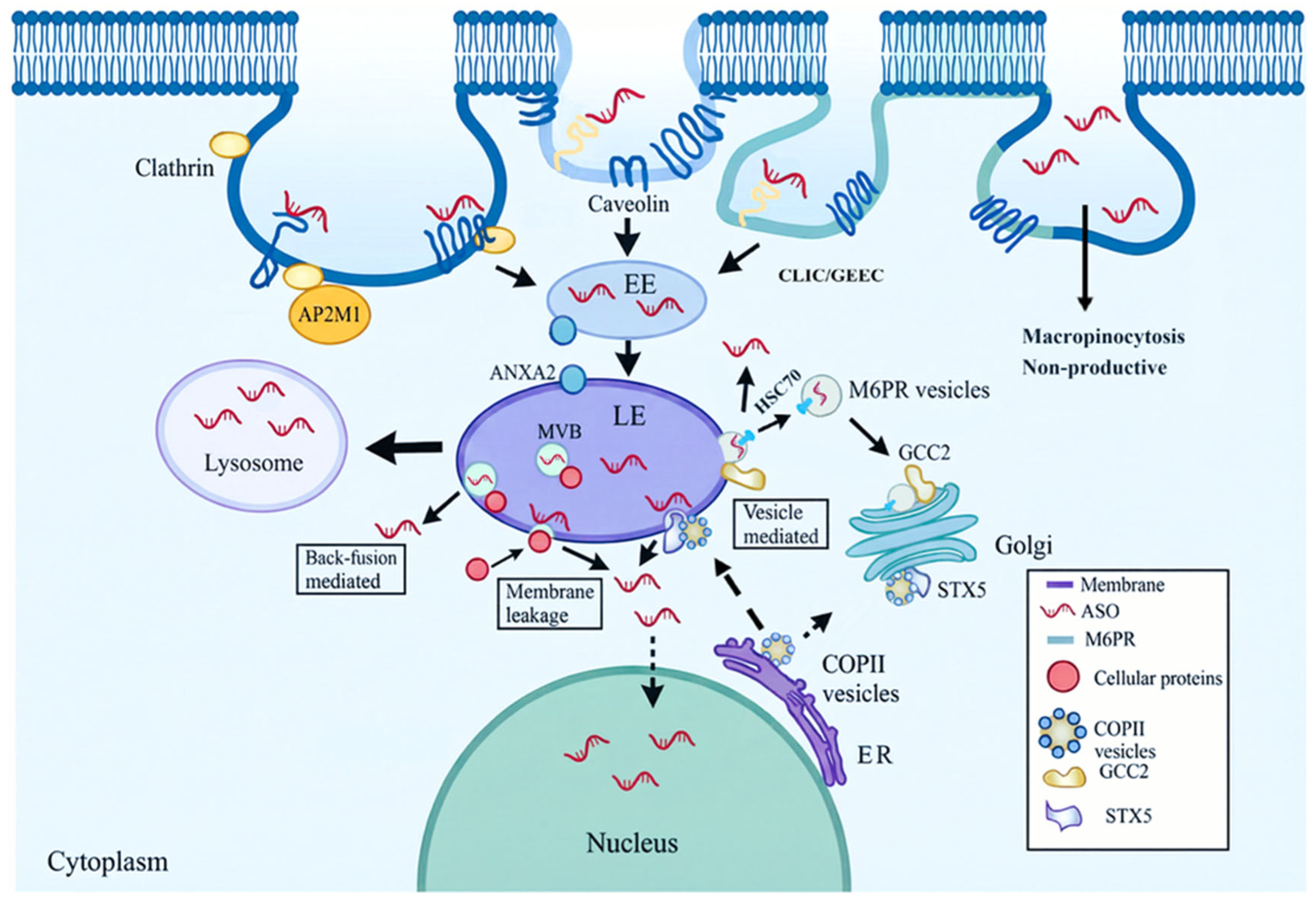 The Versatile Applications of Antisense Oligonucleotides in Modern Medicine