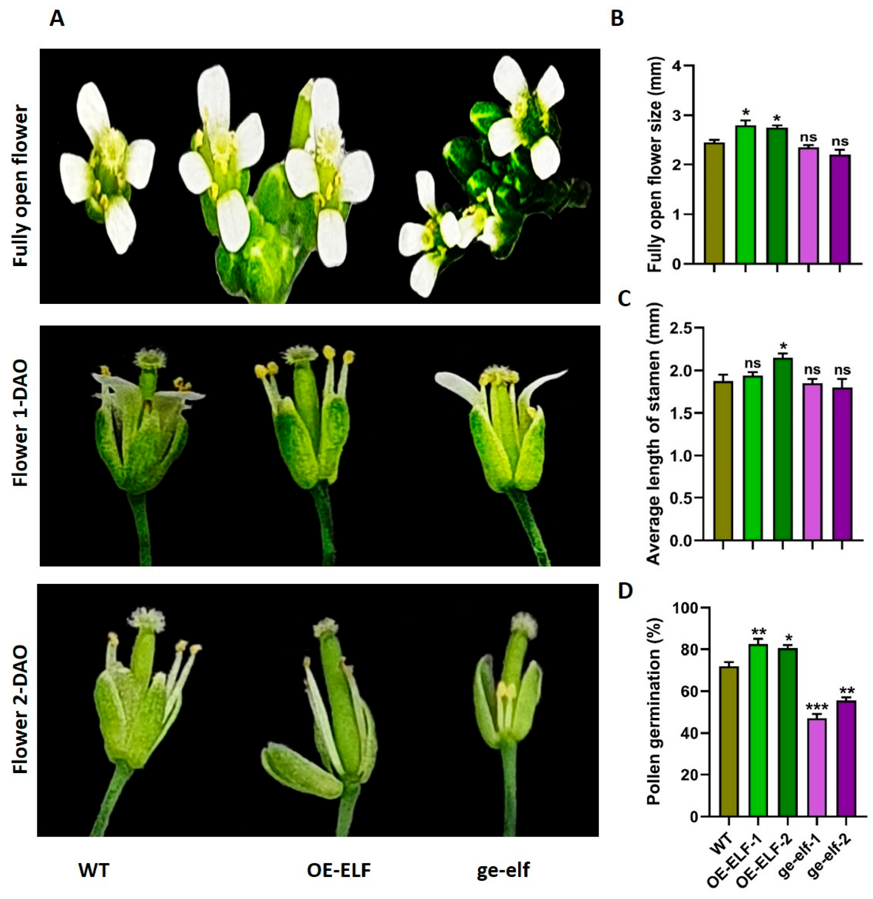 Elf Development Early Flowering (ELF) Gene Integrates Vegetative Growth, Flowering ...