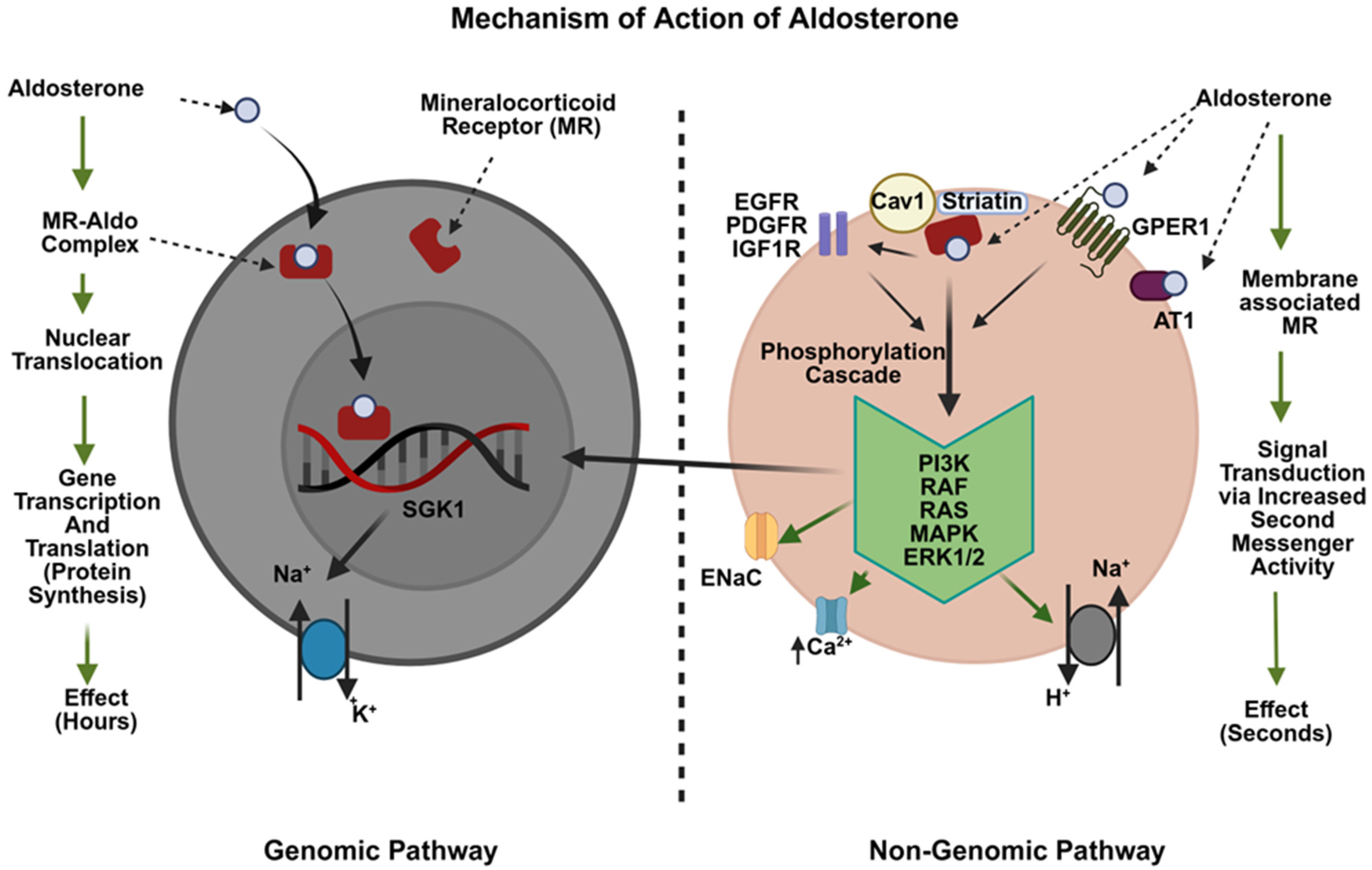 Aldosterone in Diabetic Kidney Disease: From Mineralocorticoid Receptor ...