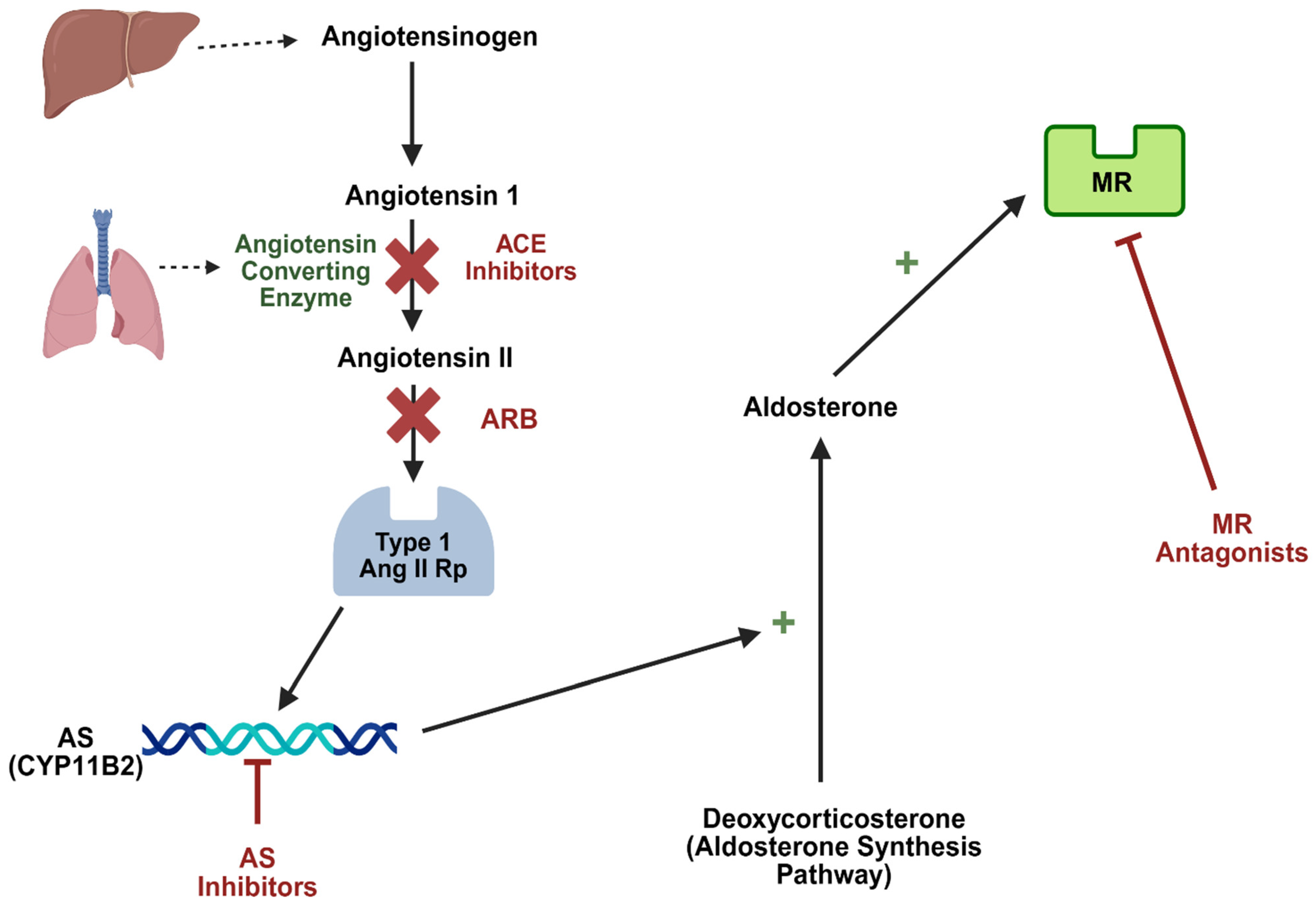 Aldosterone in Diabetic Kidney Disease: From Mineralocorticoid Receptor ...