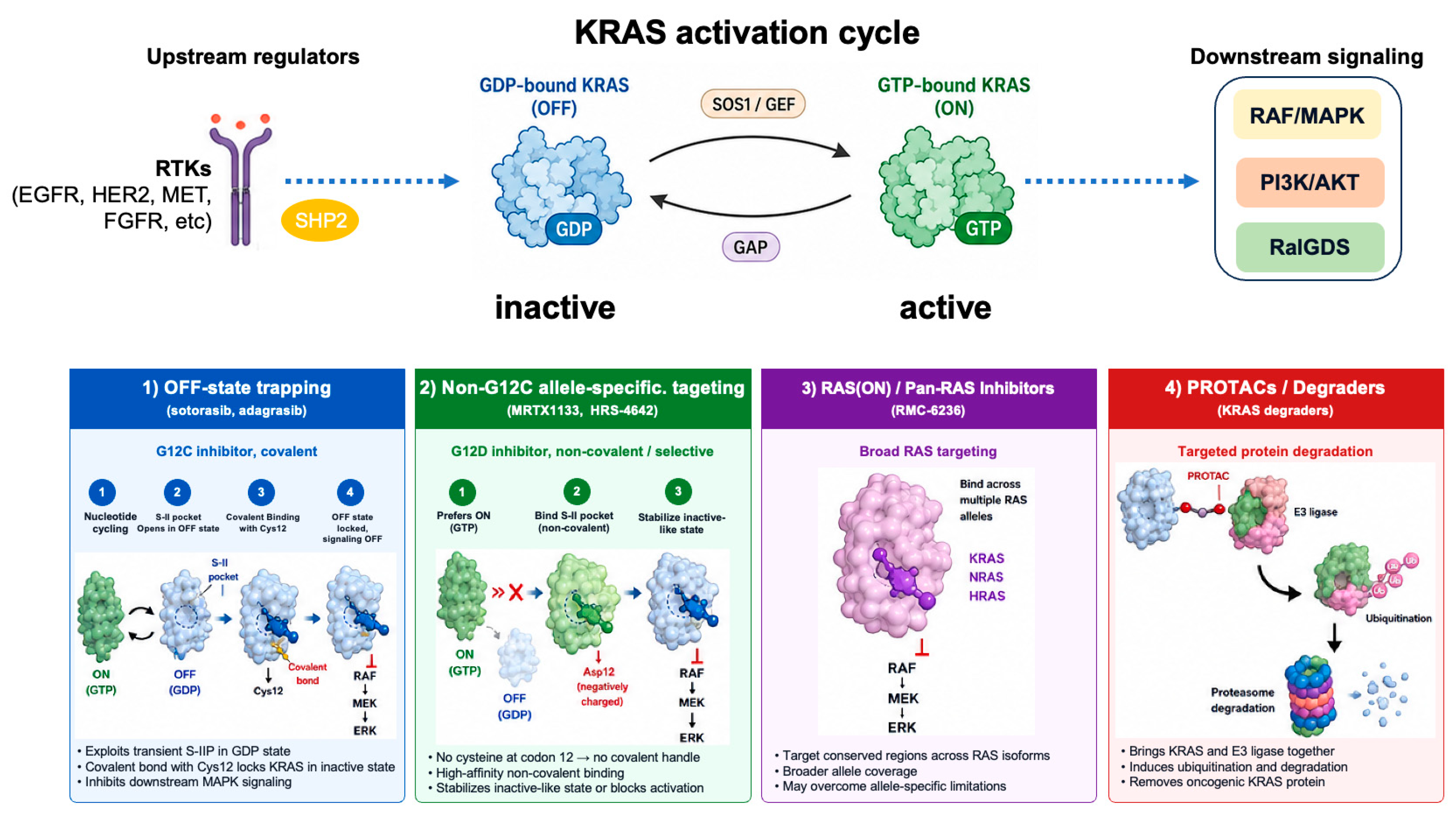 Precision Targeting of KRAS-Mutant Cancers: Beyond G12C Toward G12D and ...