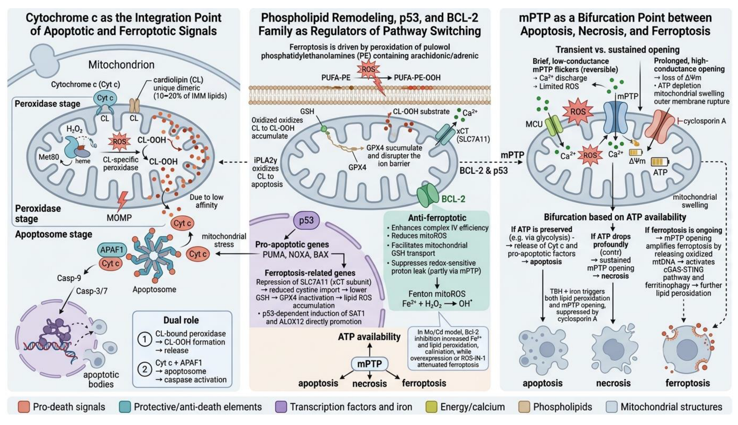 The Role of Apoptosis and Ferroptosis in Primary Mitochondrial Diseases ...