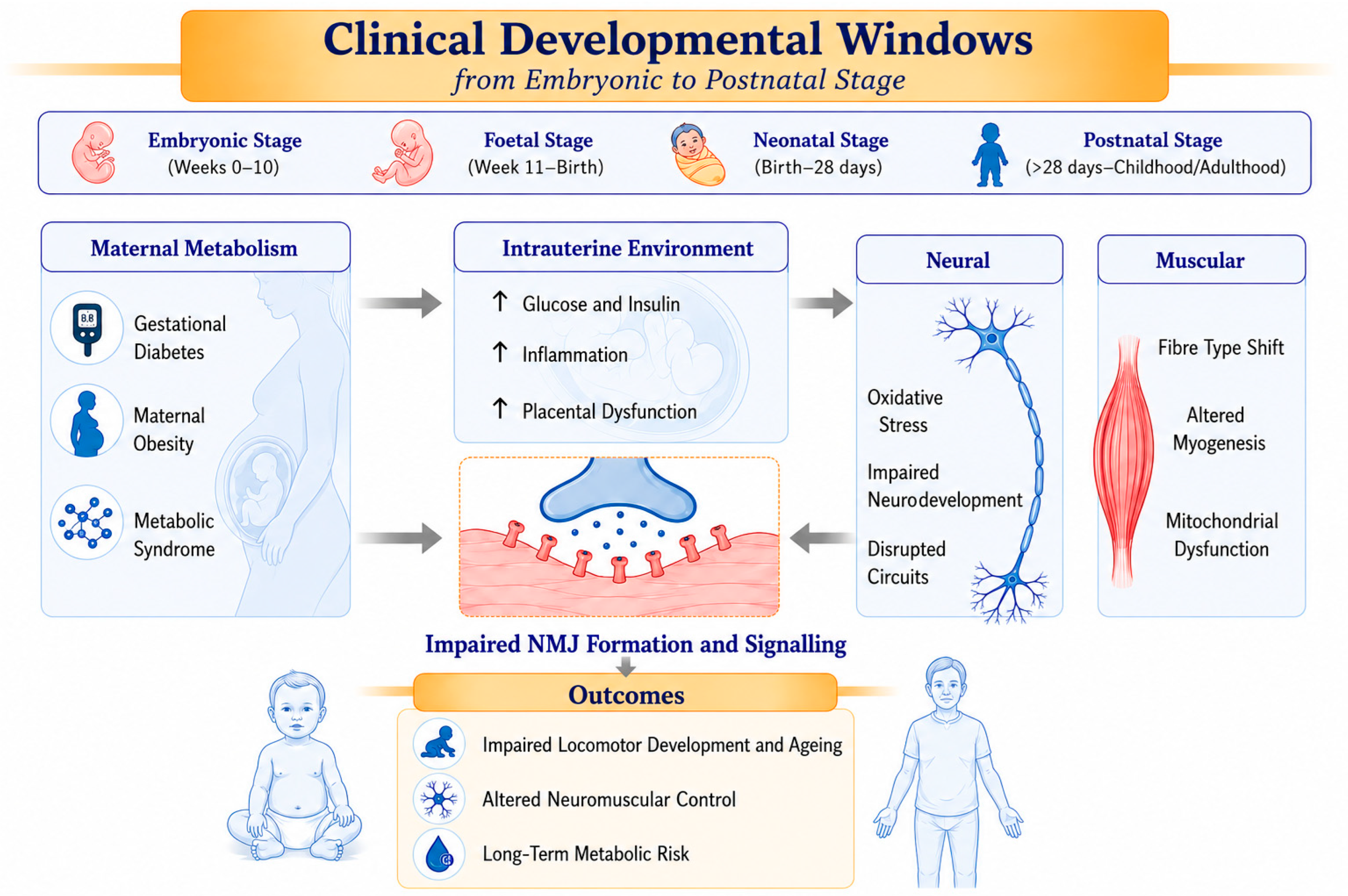 The Motor Neuromuscular Axis: The Overlooked Element of Developmental ...