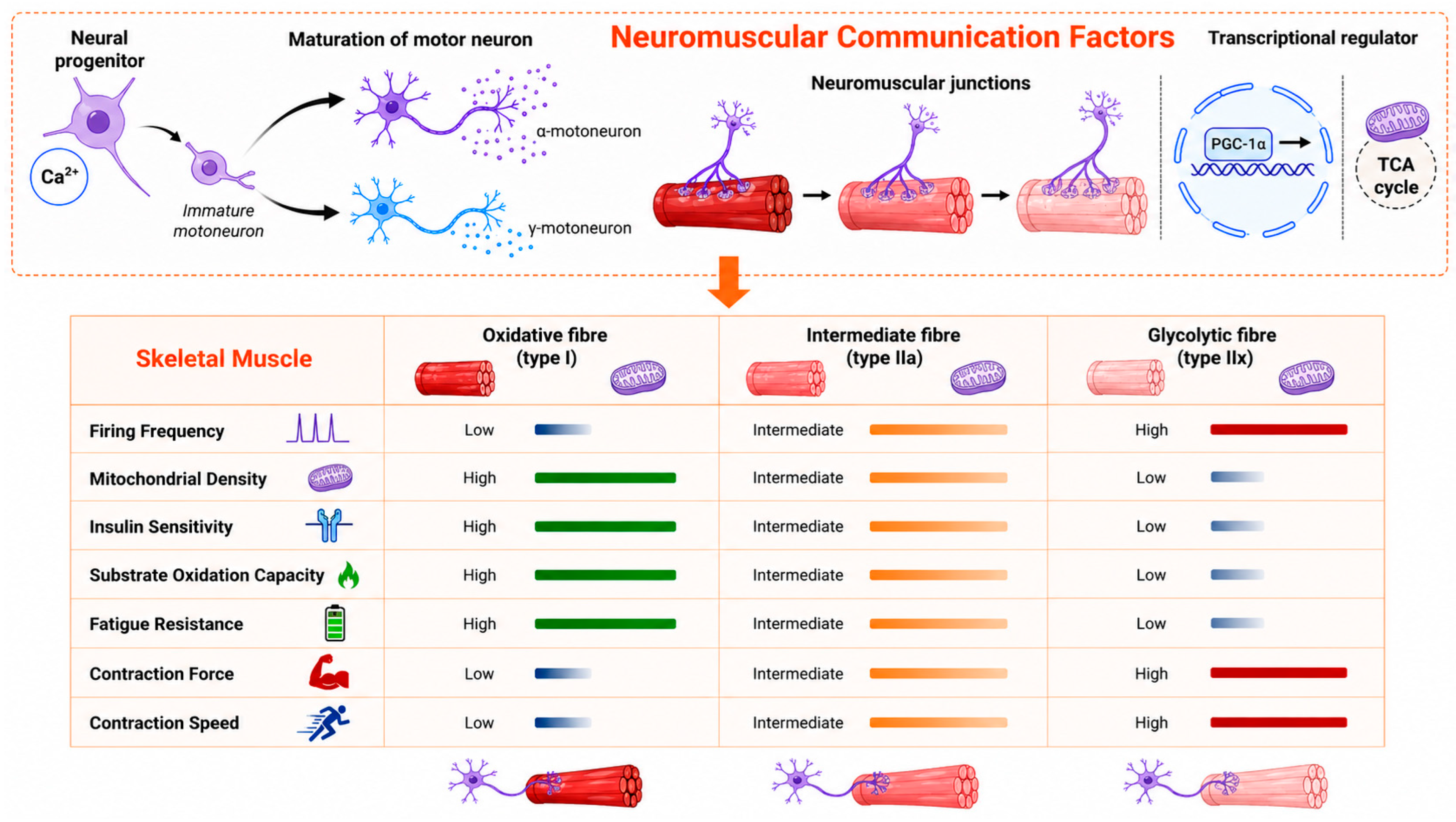 The Motor Neuromuscular Axis: The Overlooked Element of Developmental ...