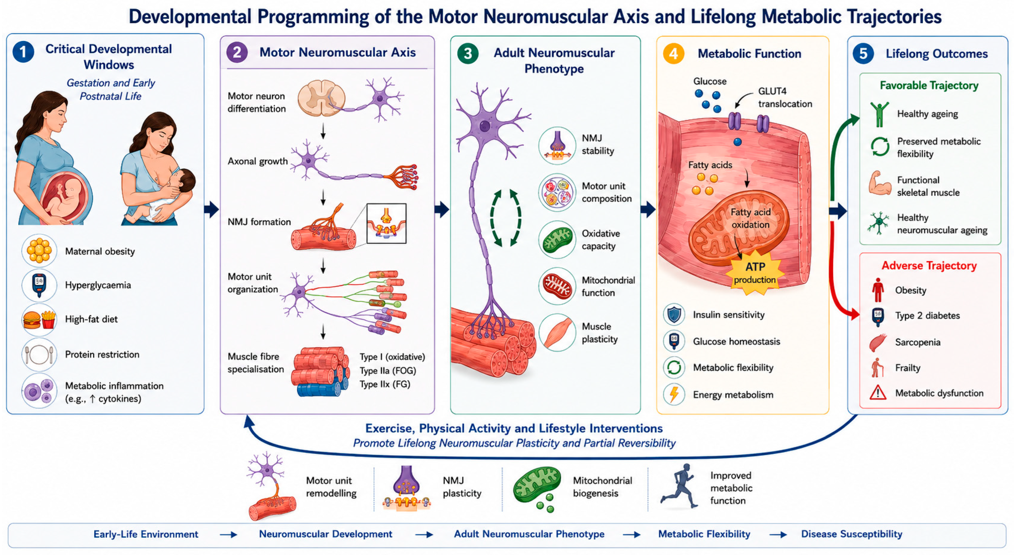 The Motor Neuromuscular Axis: The Overlooked Element of Developmental ...