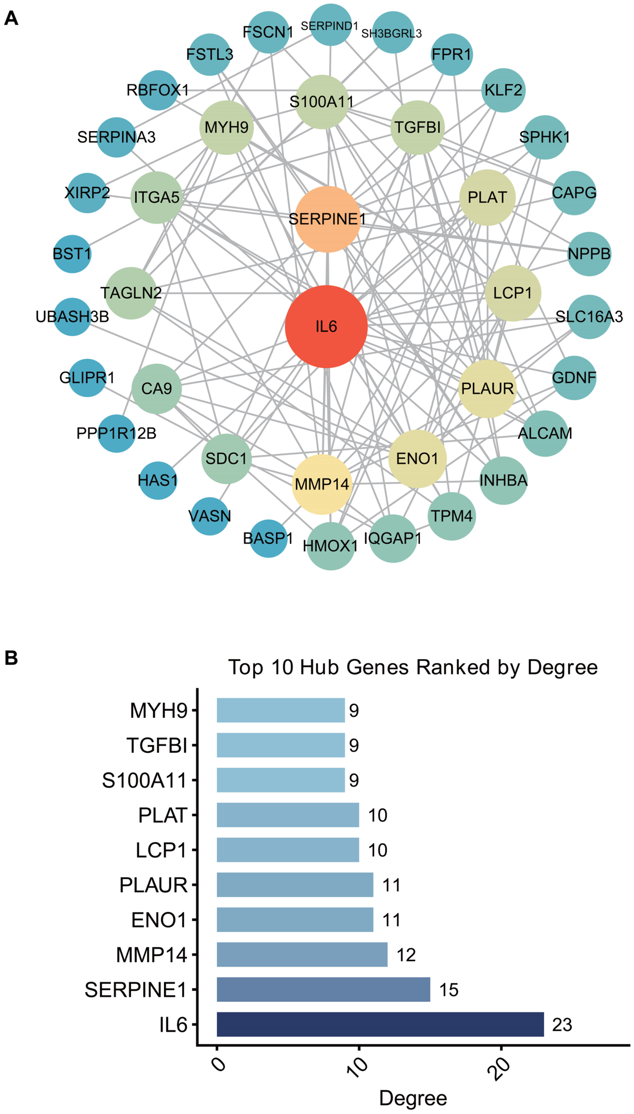 Cross-Species Identification and Validation of Hub Genes and Potential ...
