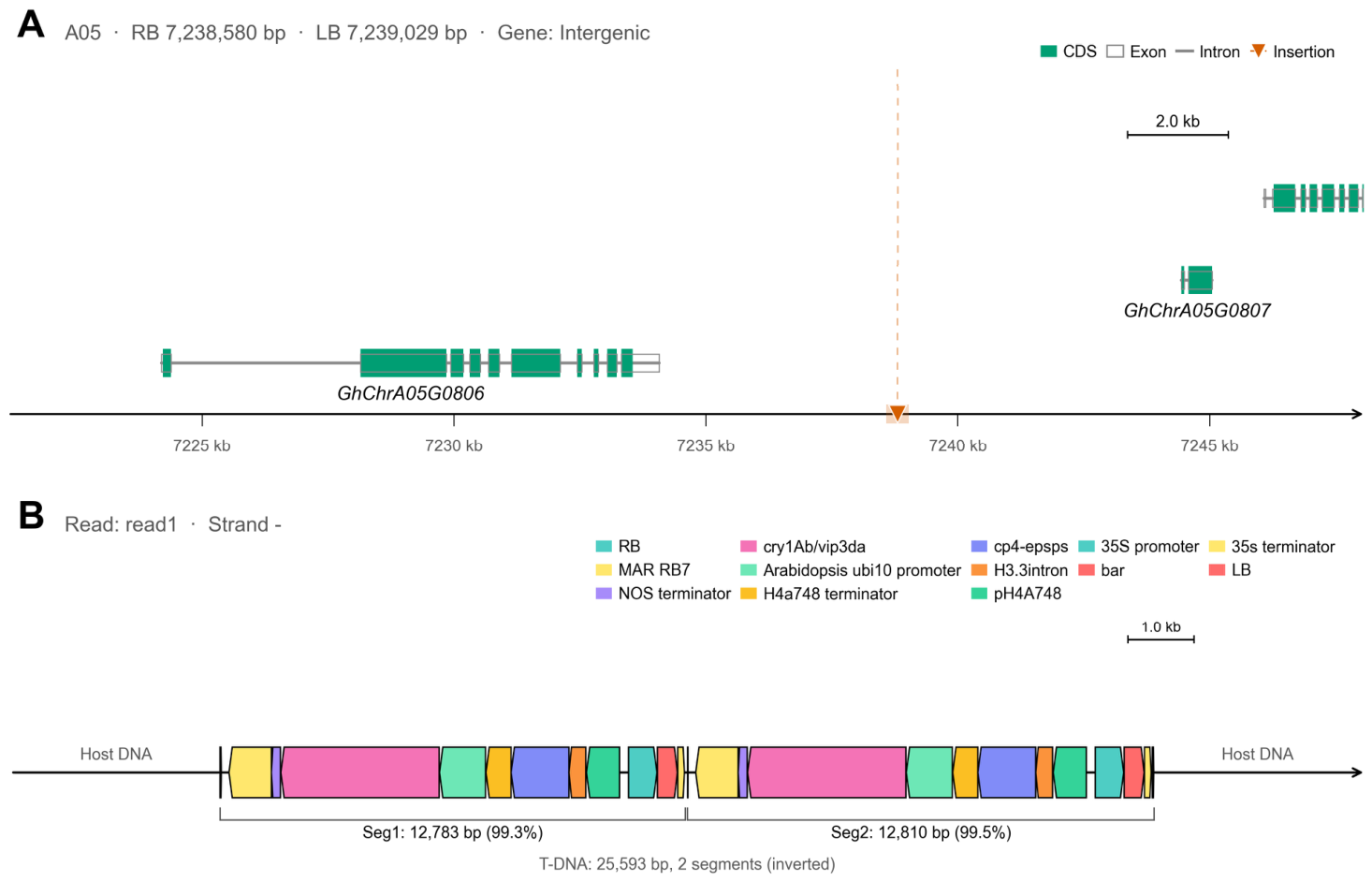 Complex Structural Variant T-DNA Analyzer: A Long-Read Sequencing Pipeline for Characterizing T ...