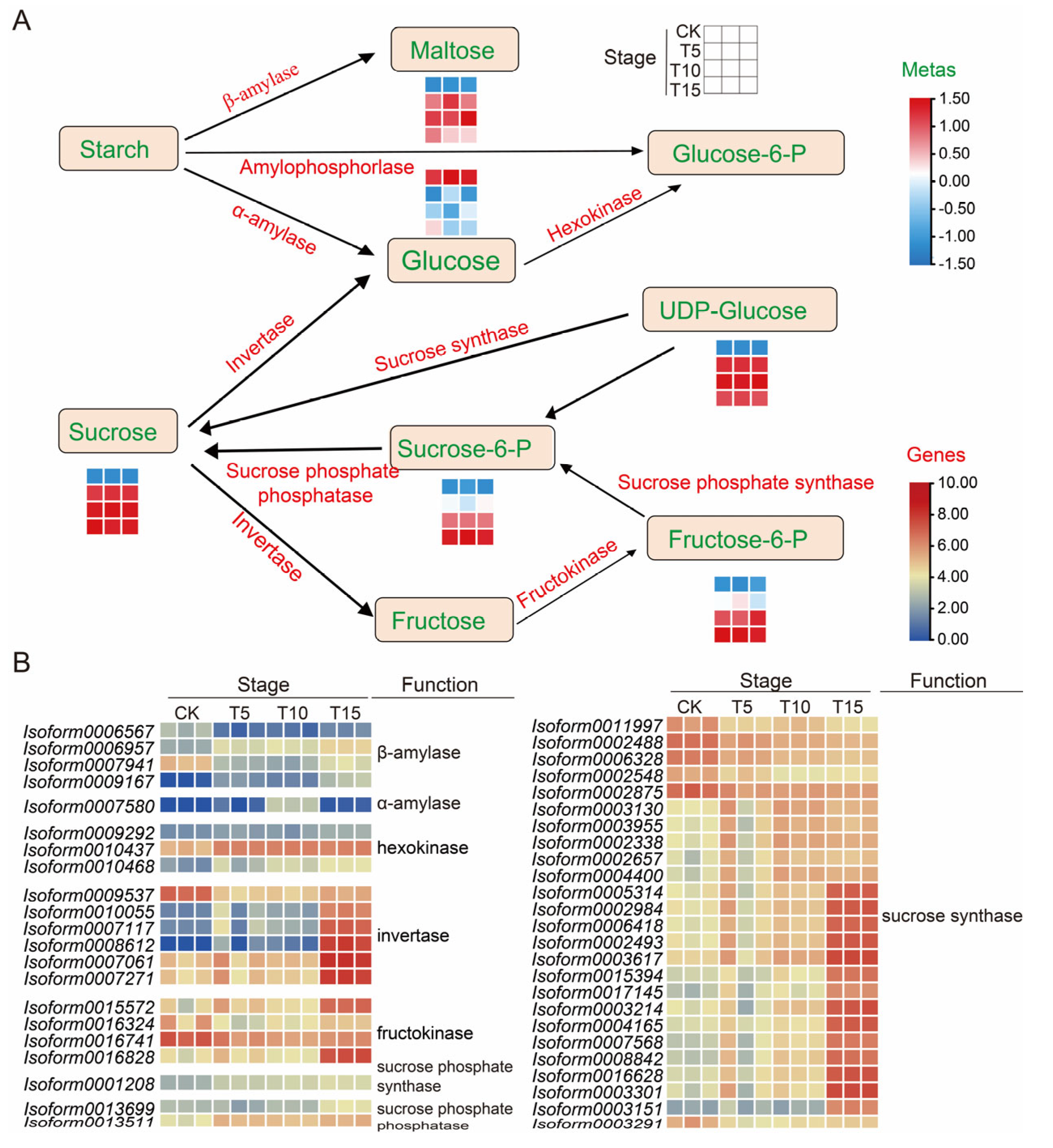 Metabolo-Transcriptomic Analysis Reveals the Mechanisms Underlying Seed ...