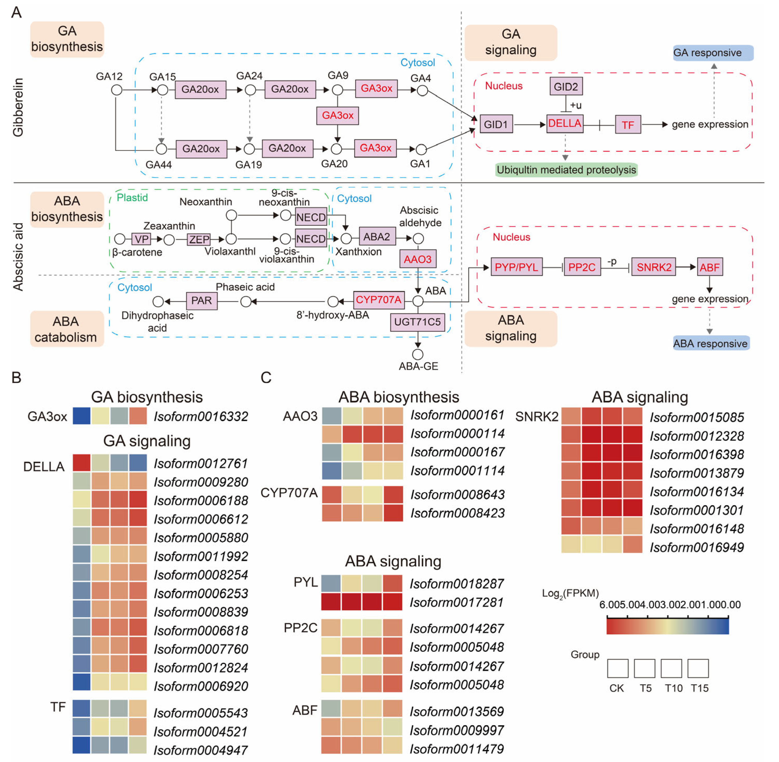 Metabolo-Transcriptomic Analysis Reveals the Mechanisms Underlying Seed ...