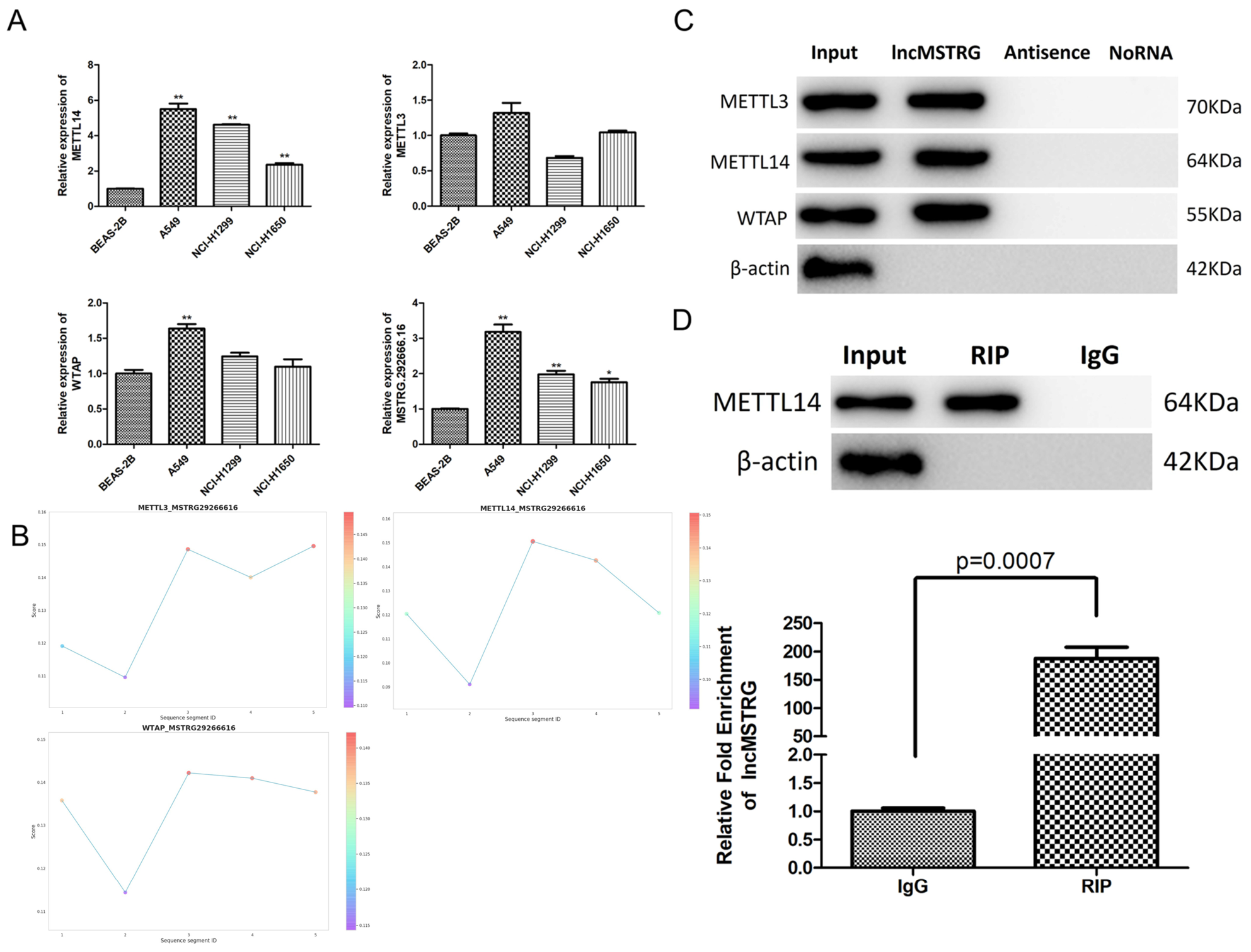 Poor Core Functionality METTL14-Mediated lncRNA MSTRG.292666.16 m6A Modification Promotes the ...