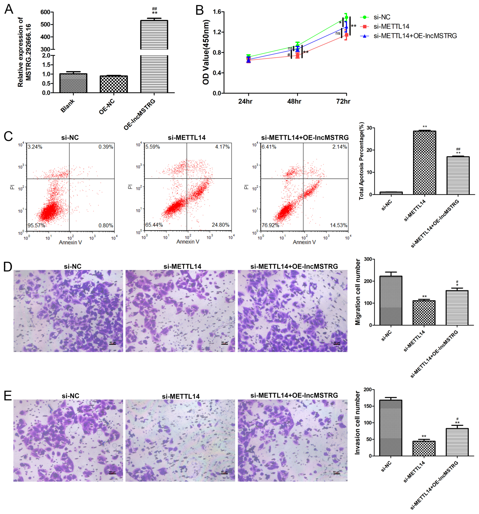 Poor Core Functionality METTL14-Mediated lncRNA MSTRG.292666.16 m6A Modification Promotes the ...