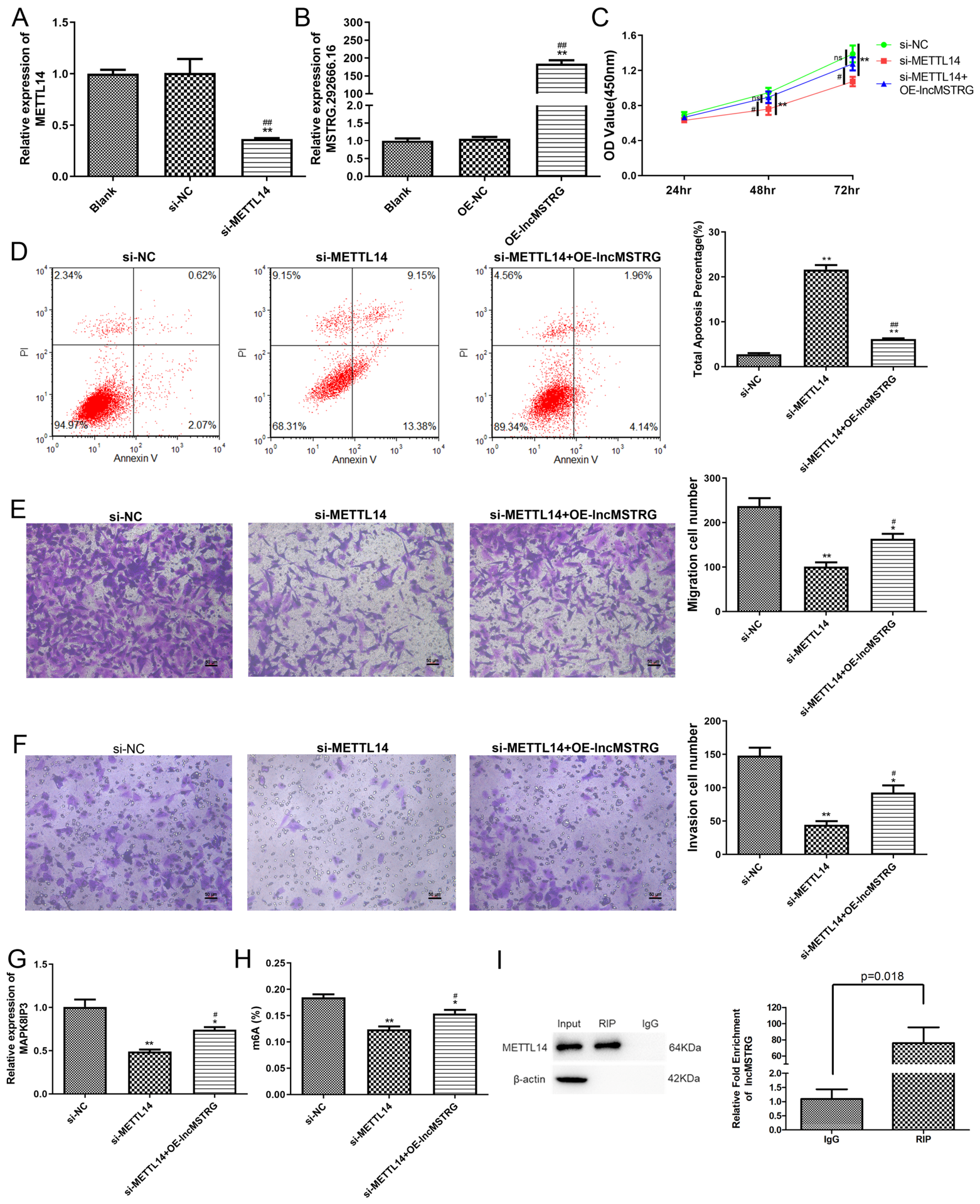 Poor Core Functionality METTL14-Mediated lncRNA MSTRG.292666.16 m6A Modification Promotes the ...