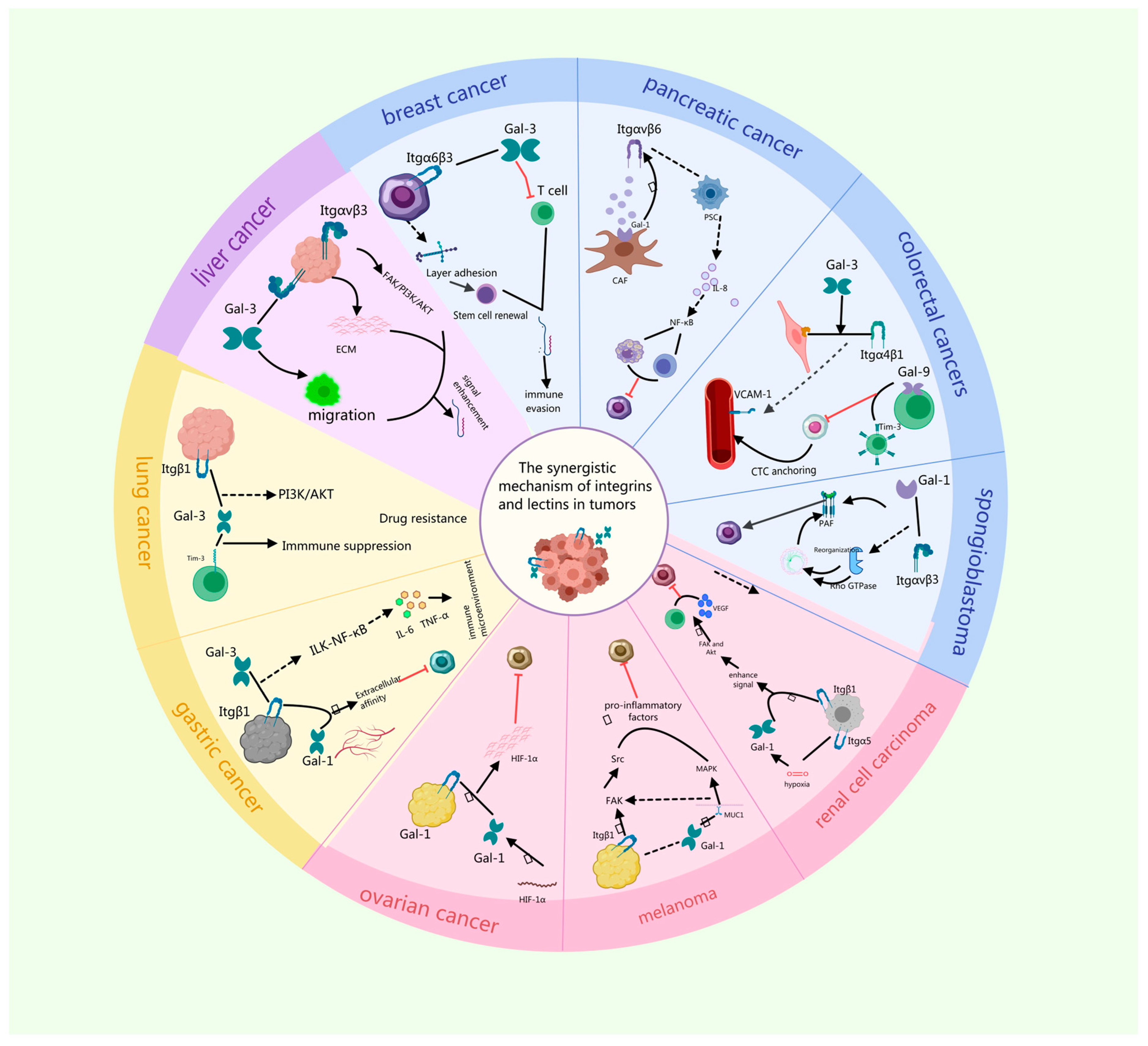 Synergistic Regulation of Tumor Immunity by Integrins and Lectins: From ...