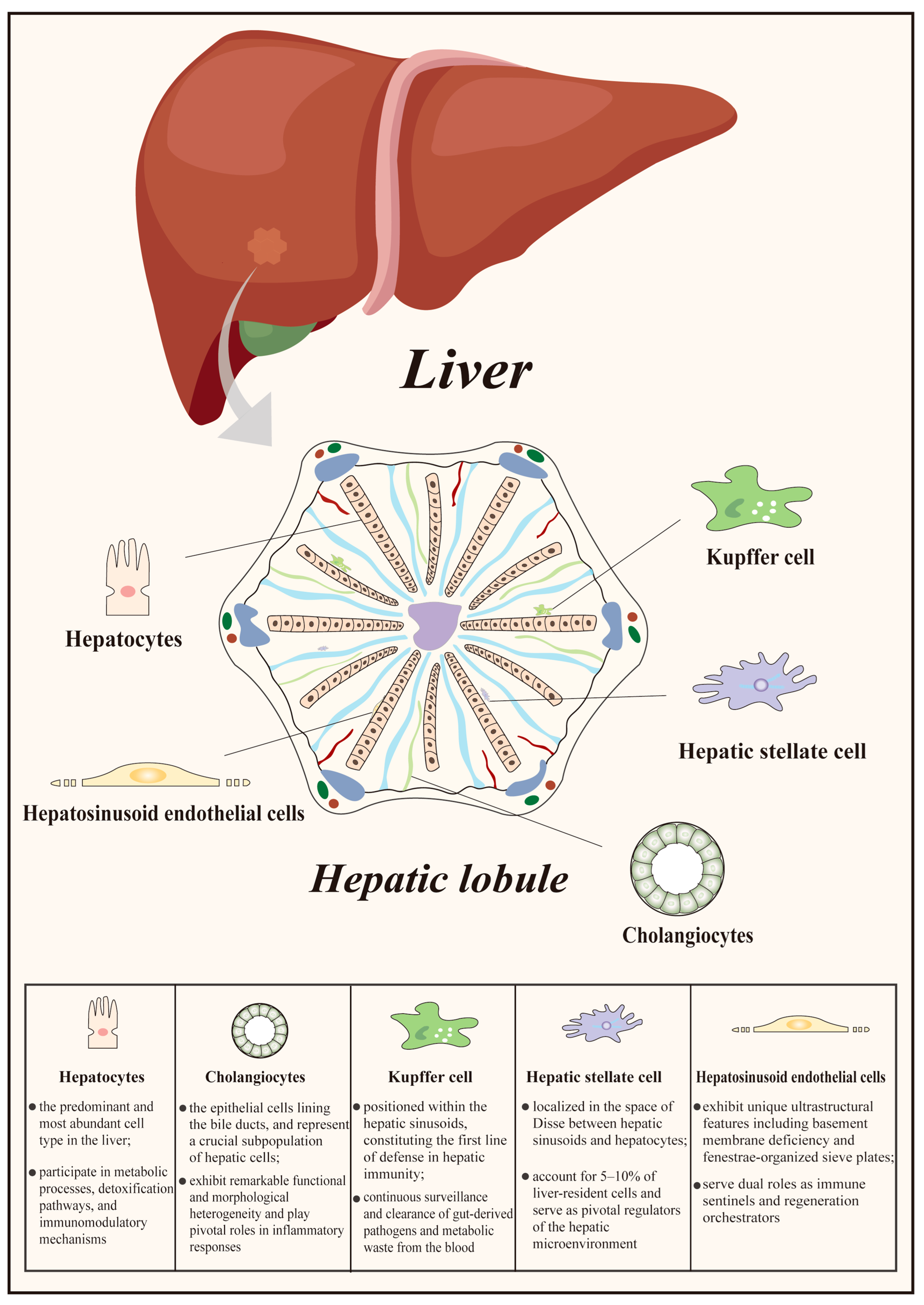Effects and Therapeutic Strategies of Intra-Hepatic Cellular Senescence ...