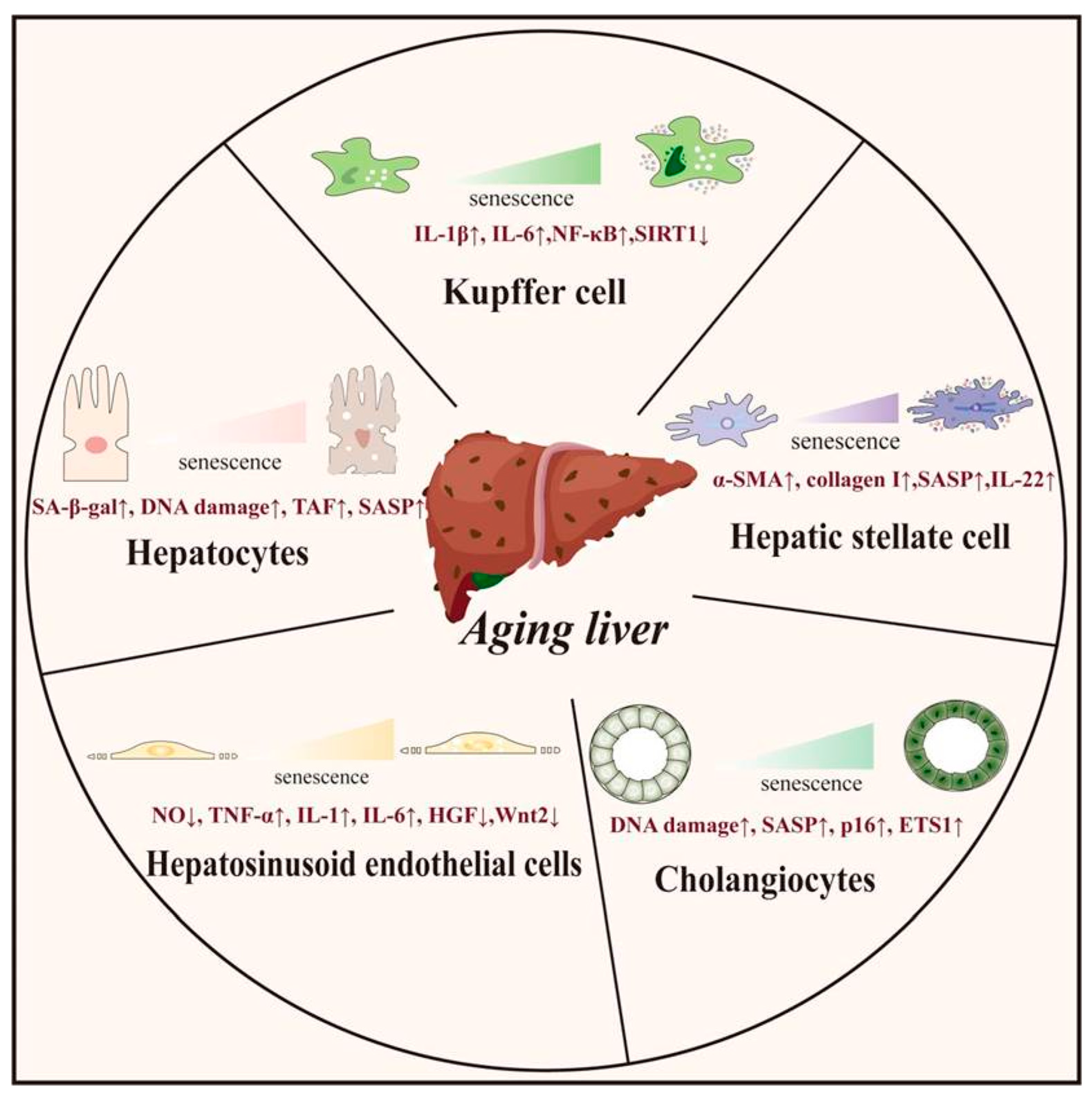 Effects and Therapeutic Strategies of Intra-Hepatic Cellular Senescence ...