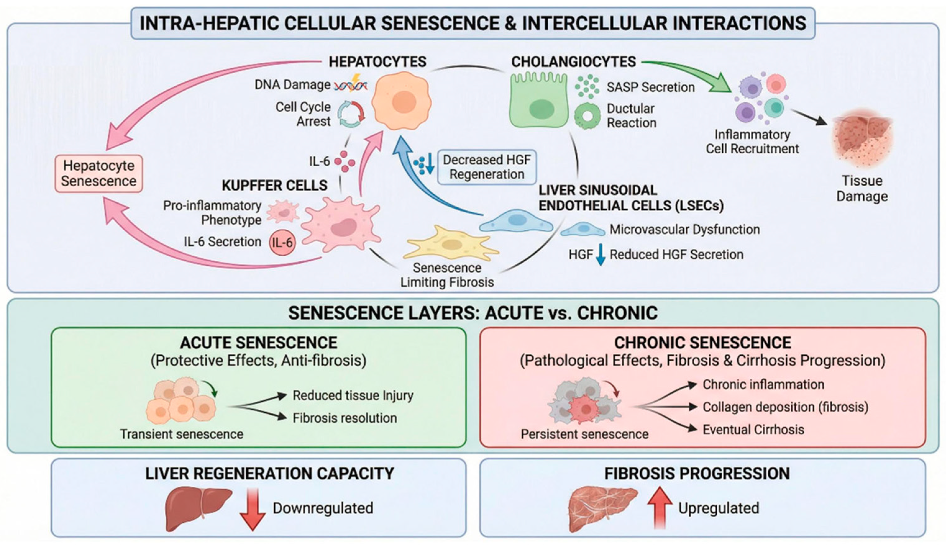 Effects and Therapeutic Strategies of Intra-Hepatic Cellular Senescence ...