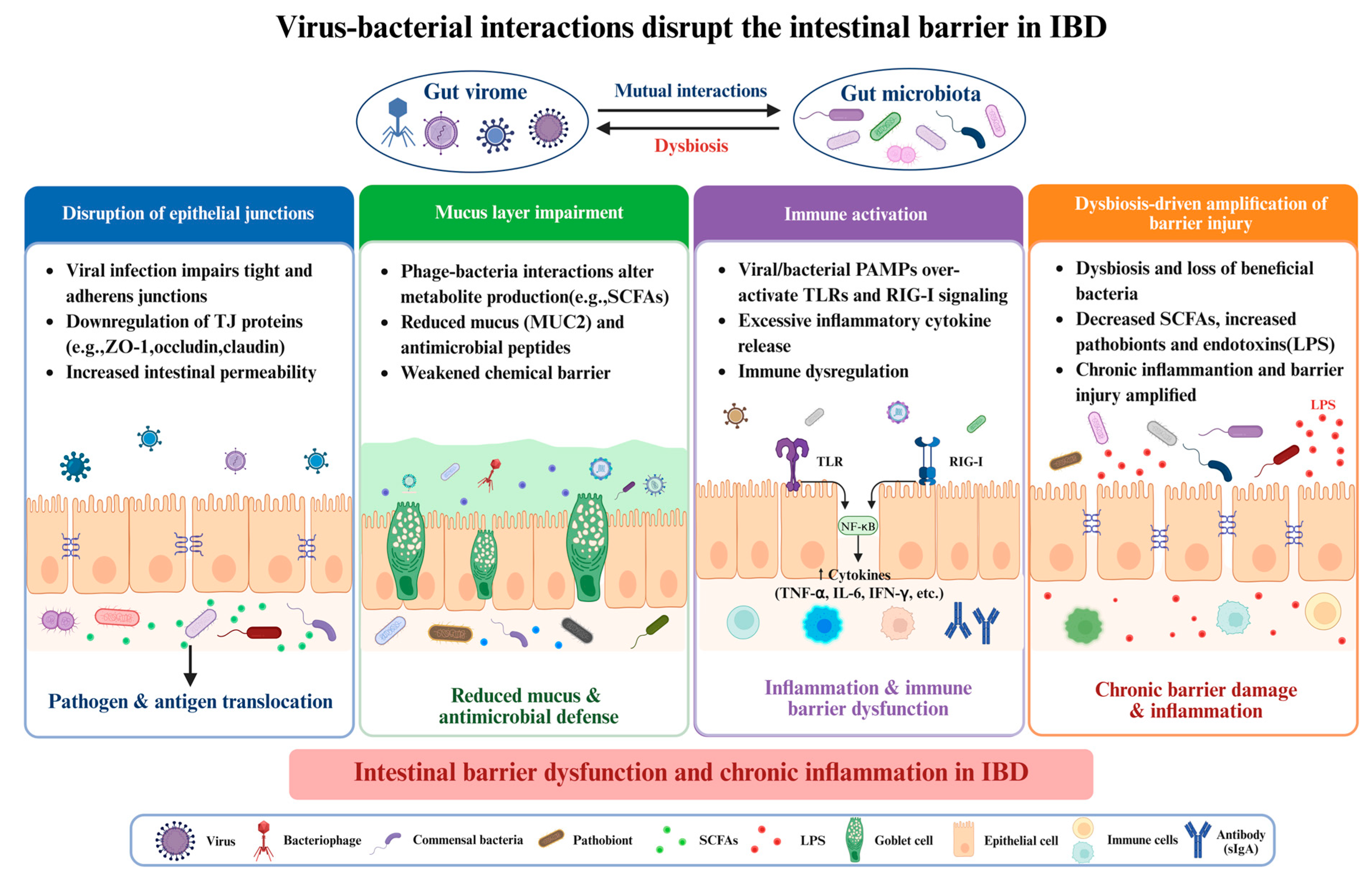 Viral–Gut Microbiota Interactions: Implications for the Gut Mucosa in ...