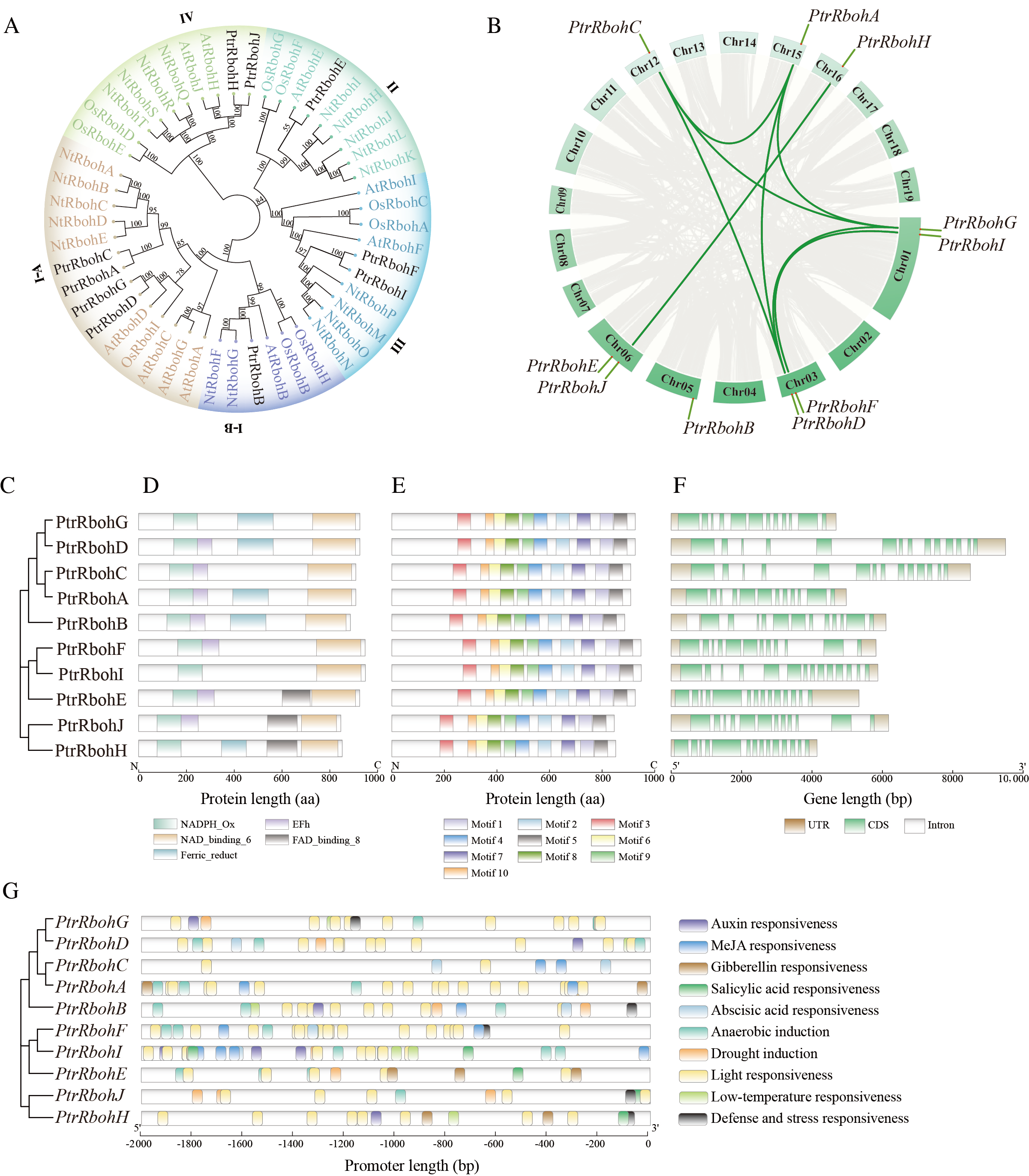 Genome-Wide Identification and Characterization of the Rboh Gene Family ...