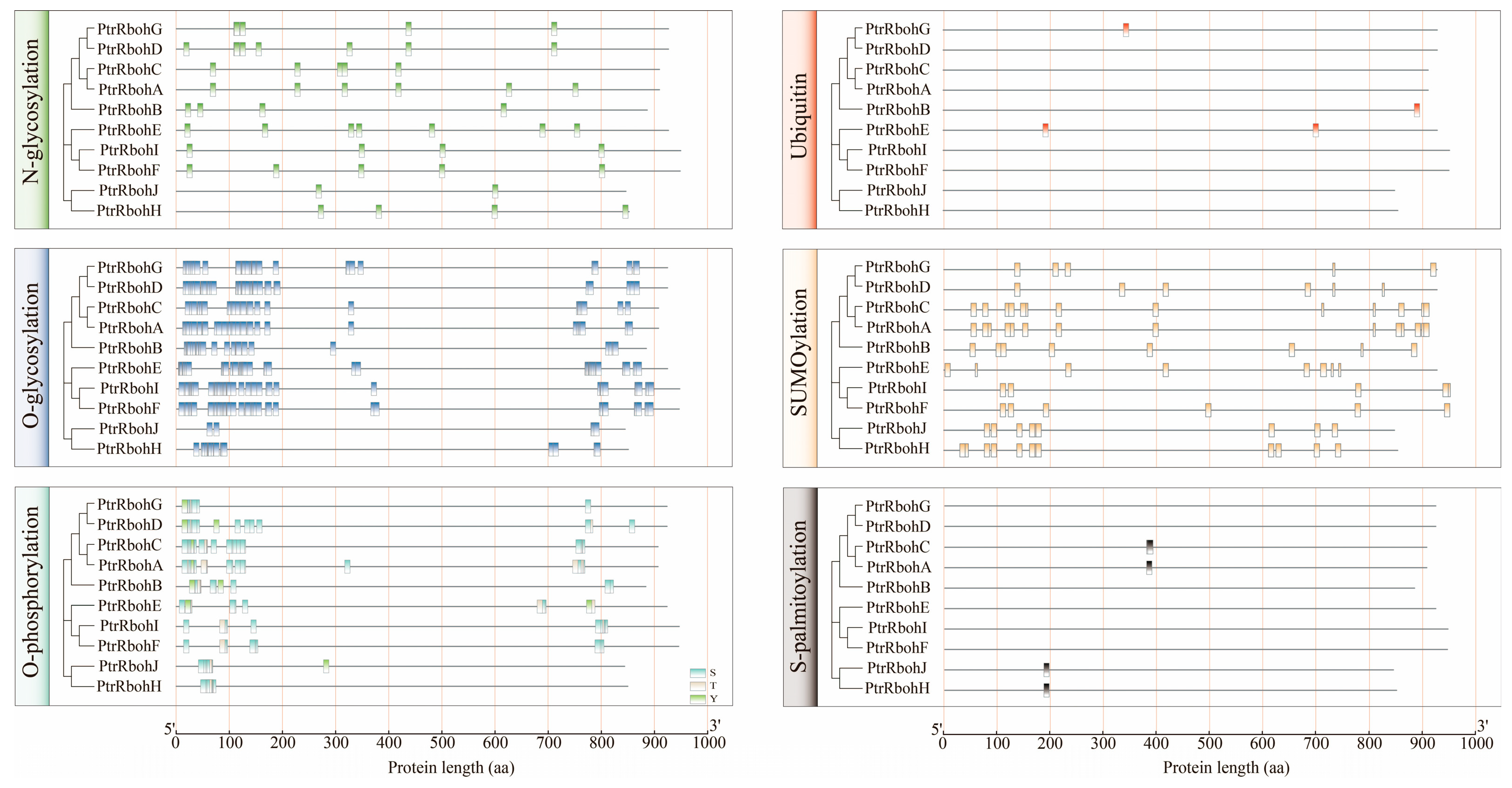 Genome-Wide Identification and Characterization of the Rboh Gene Family ...