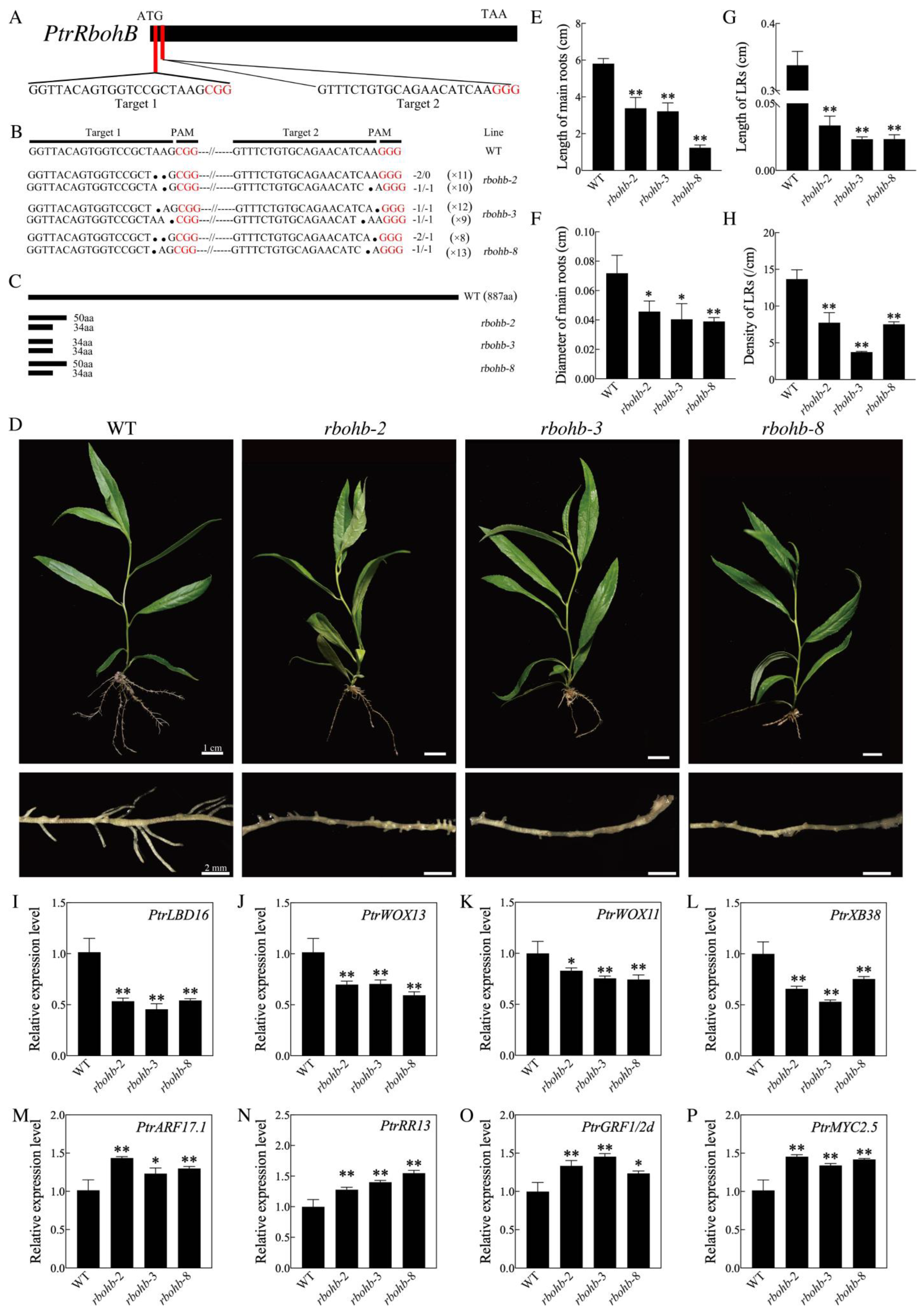 Genome-Wide Identification and Characterization of the Rboh Gene Family ...