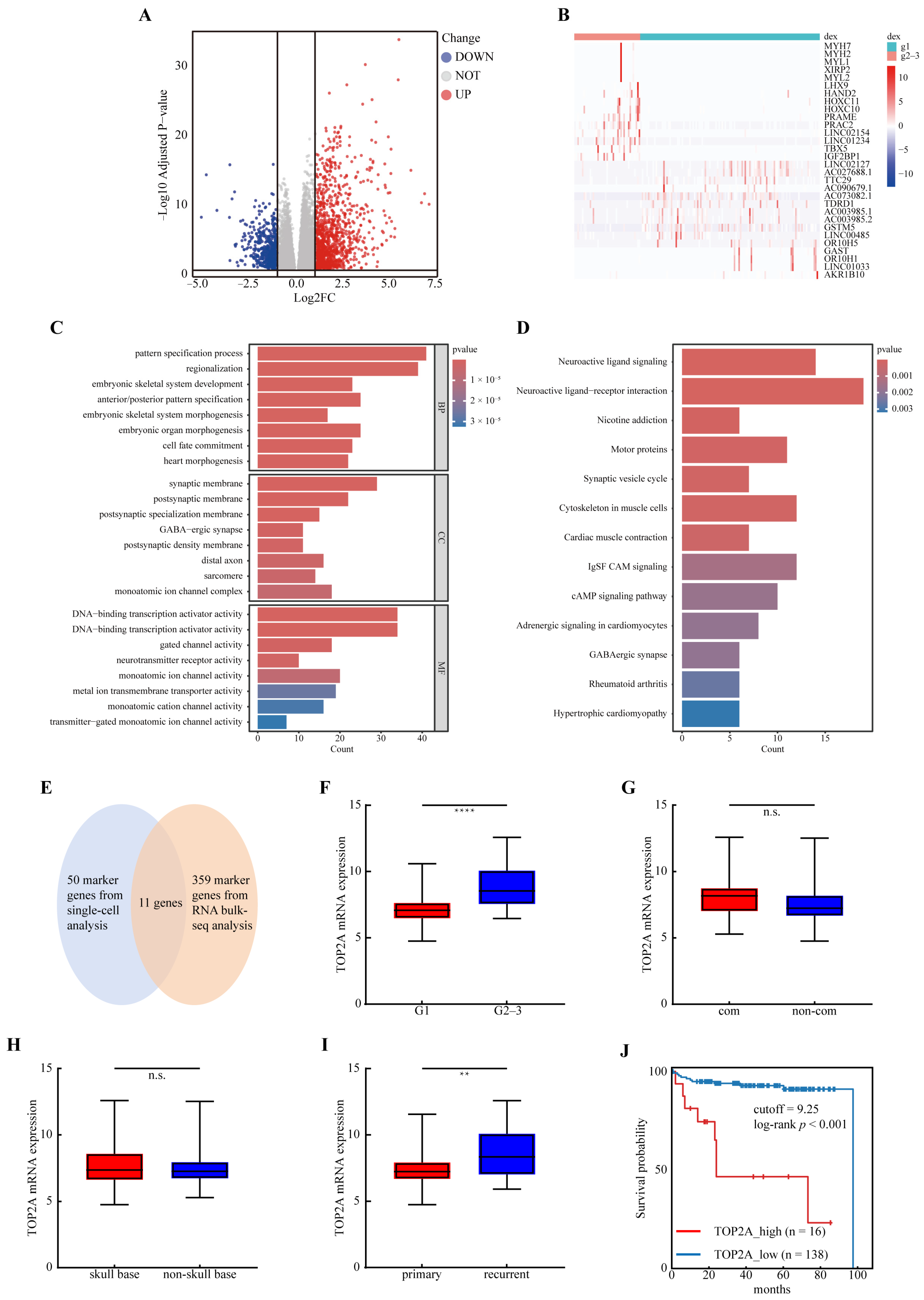 Landscape Architecture Notes.pdf TOP2A Overexpression as a Prognostic Biomarker in High-Grade Meningioma ...