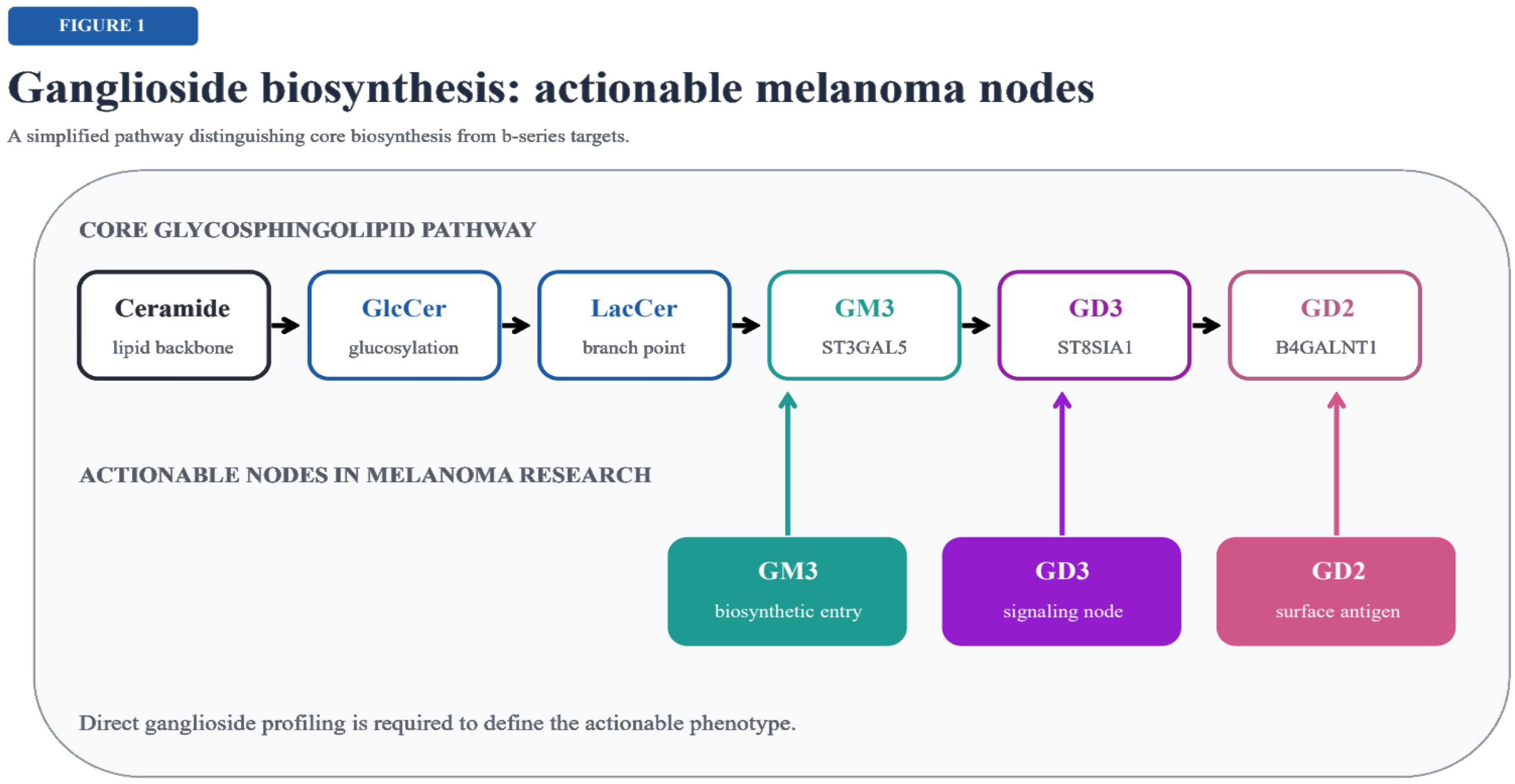 Cutaneous Gangliosides in Cutaneous Melanoma: Molecular Mechanisms, Translational ...