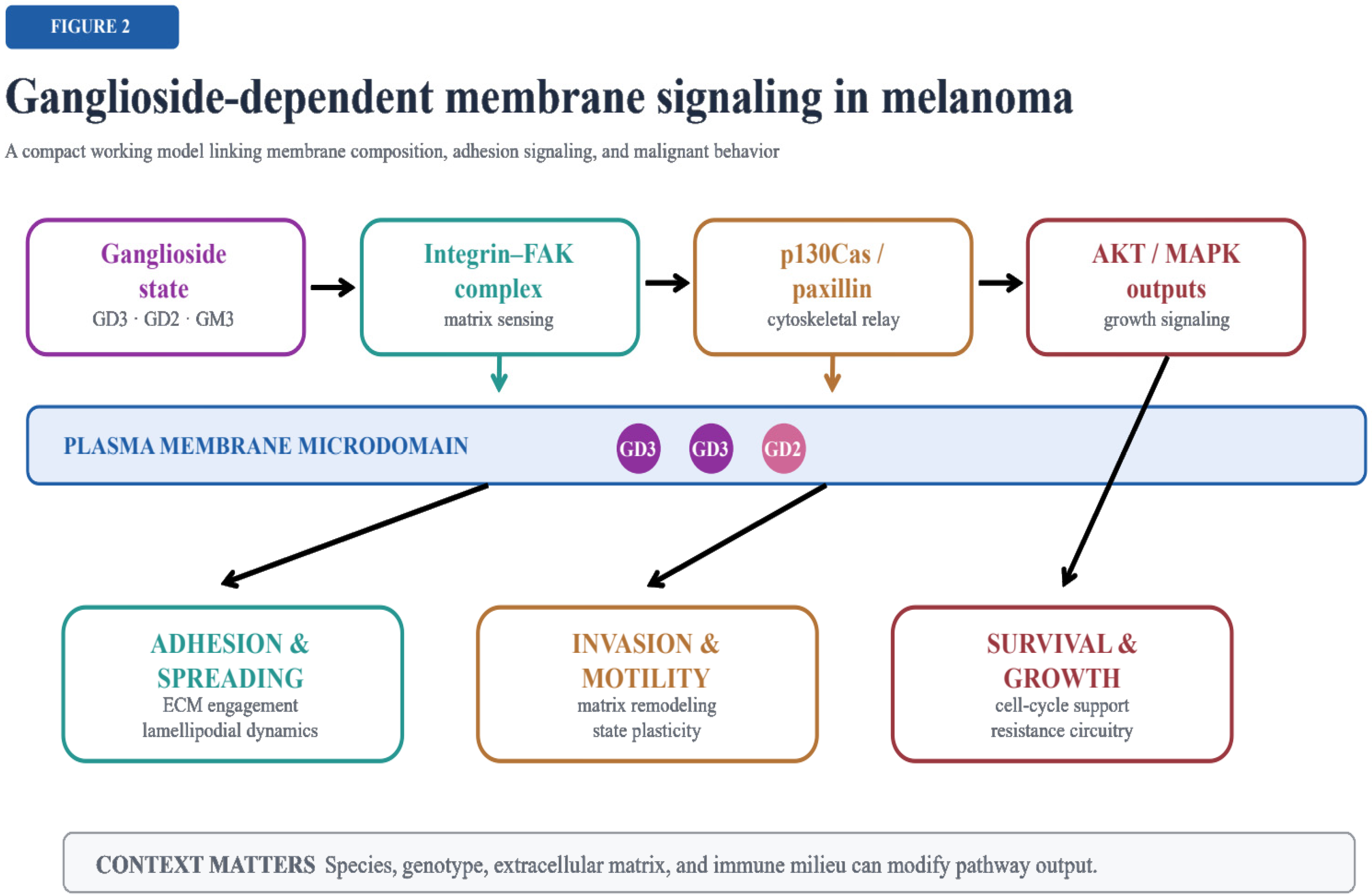 Cutaneous Gangliosides in Cutaneous Melanoma: Molecular Mechanisms, Translational ...
