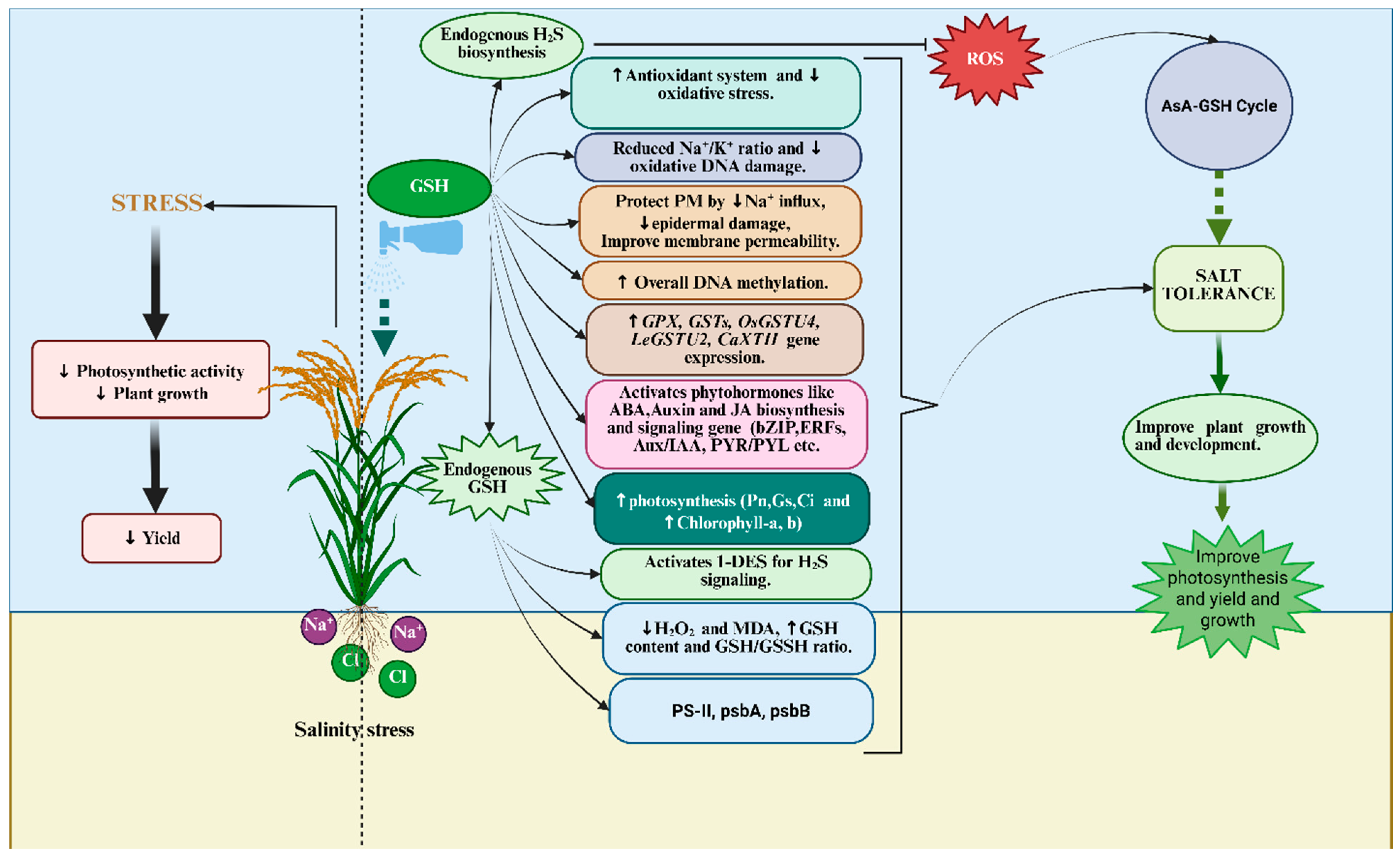 Possible Interaction of Hydrogen Sulfide and Glutathione and Role in ...
