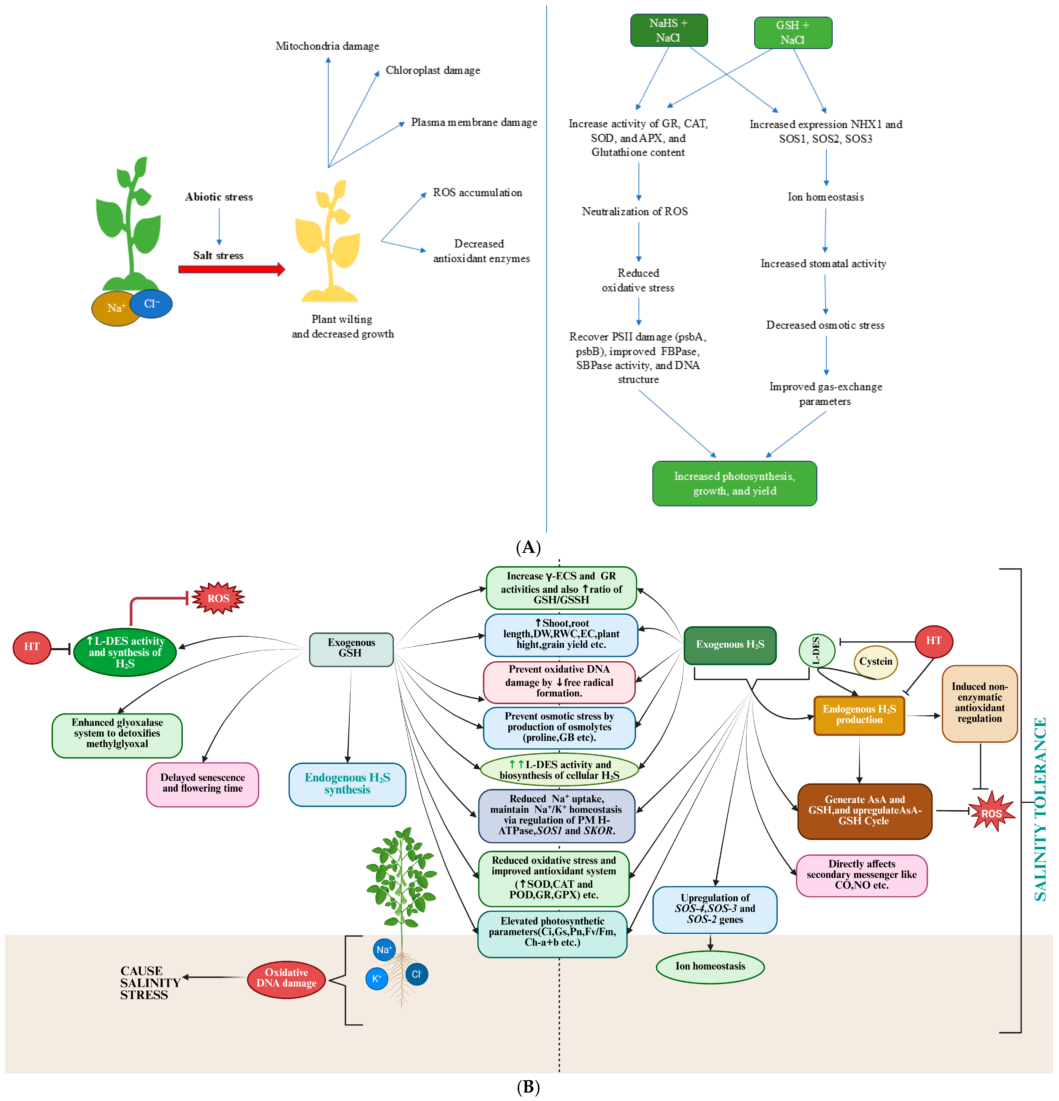 Possible Interaction of Hydrogen Sulfide and Glutathione and Role in ...