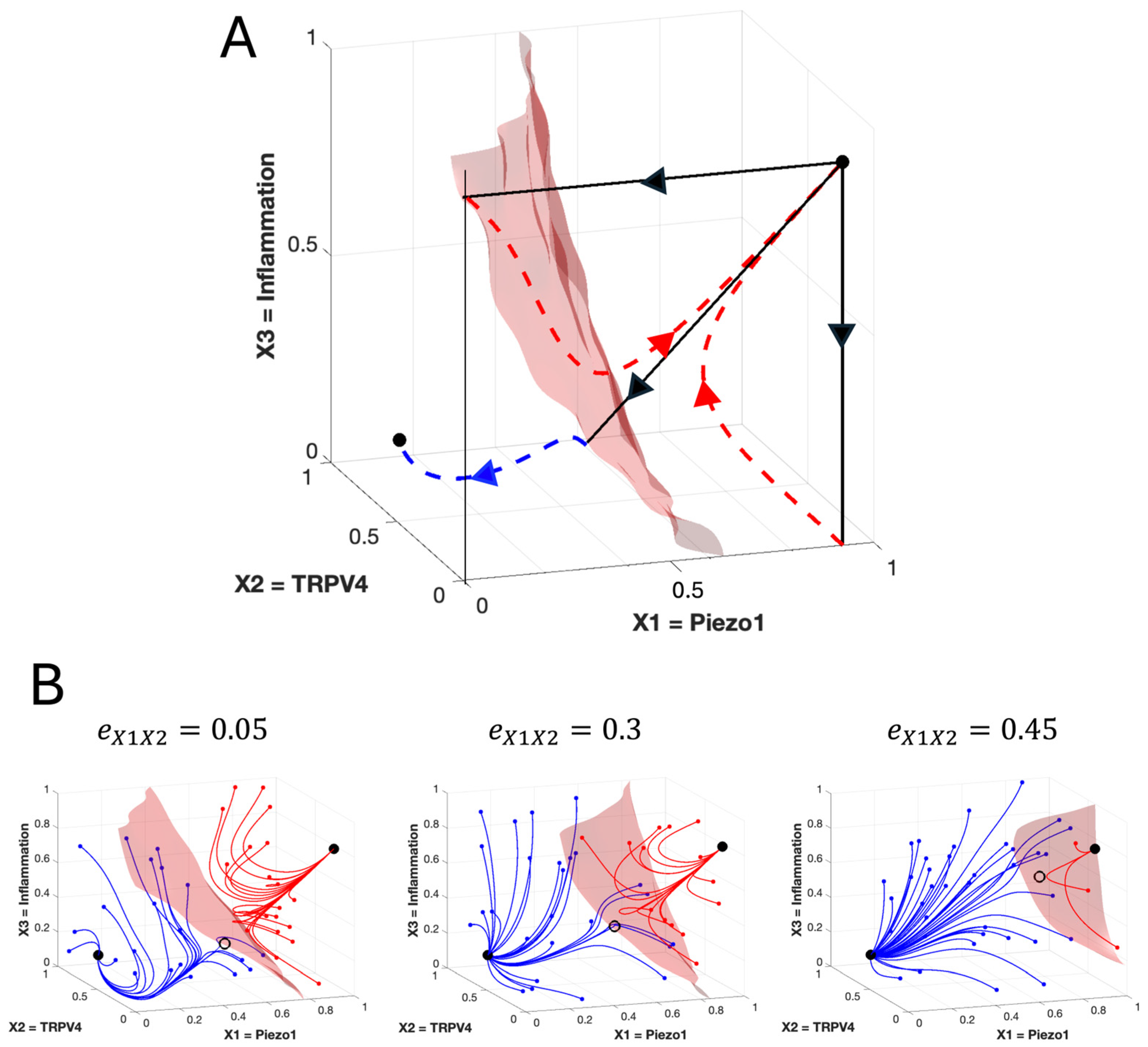 Dynamic Loop Model A Literature-Based Dynamic Loop System Modeling the Piezo1-TRPV4 ...