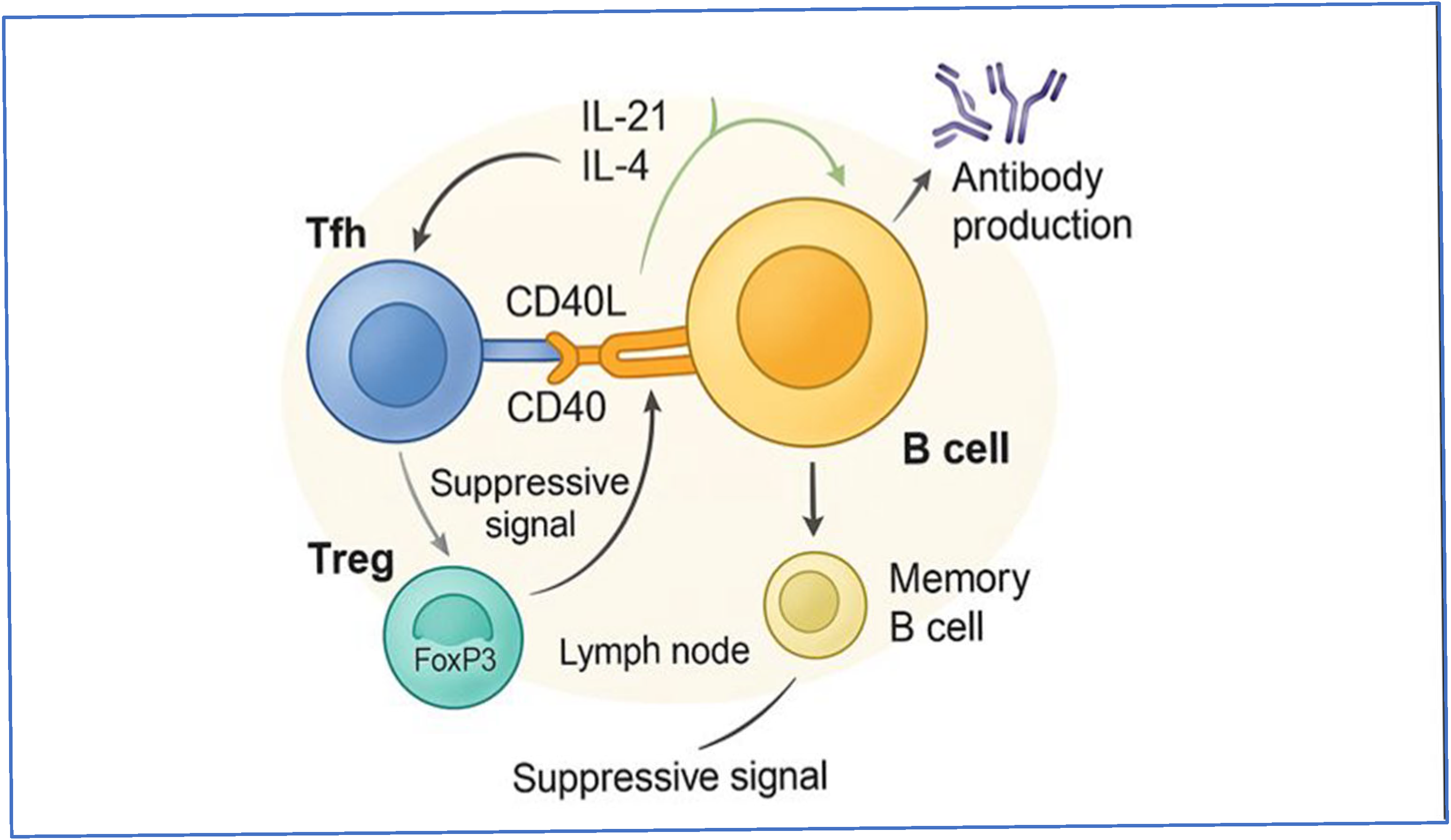 B and T Cell Interplay, Germinal Center Dynamics and Role of Regulatory ...