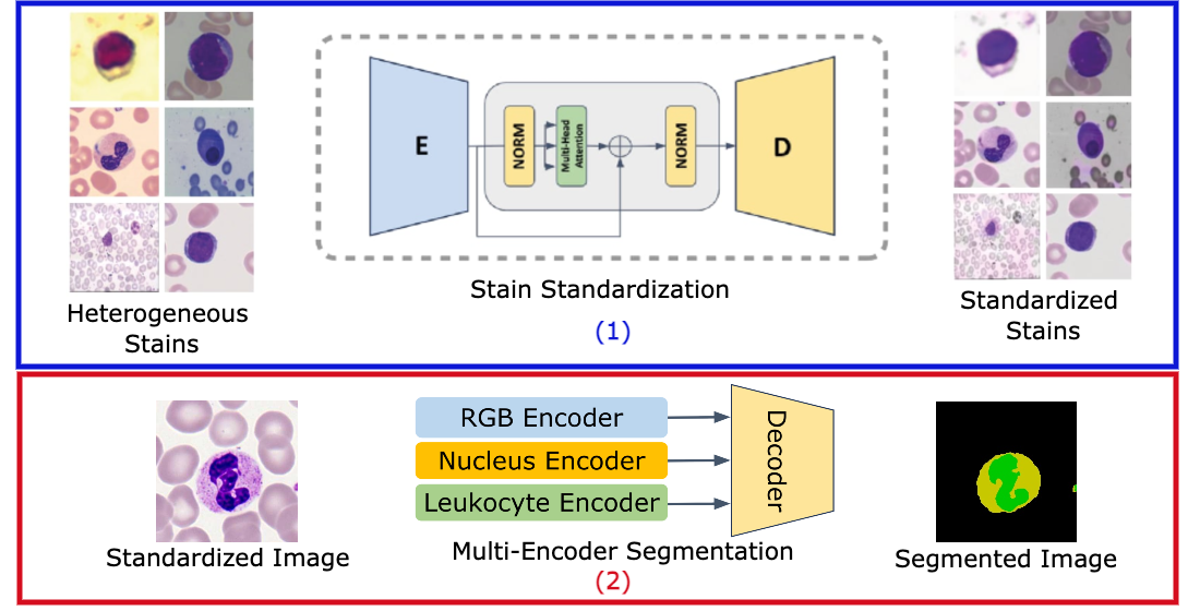 Stain-Standardized Deep Learning Framework for Robust Leukocyte ...