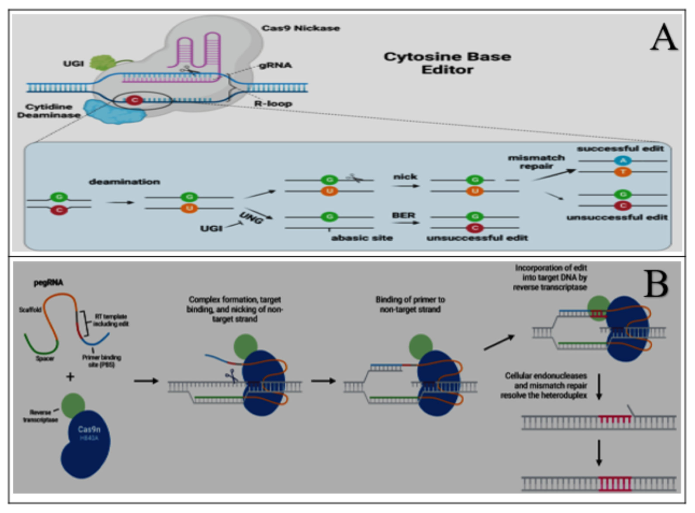 Programmable State Machine CRISPR–Cas Systems and Deep Learning for Genome Editing: A ...